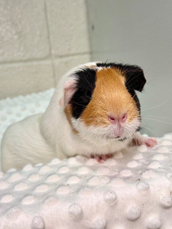 Picture of the Animal Listed