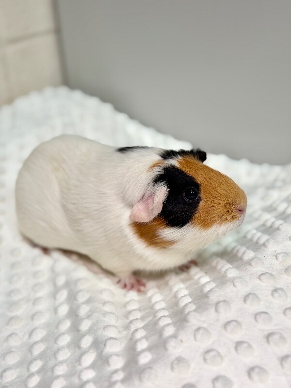 Picture of the Animal Listed