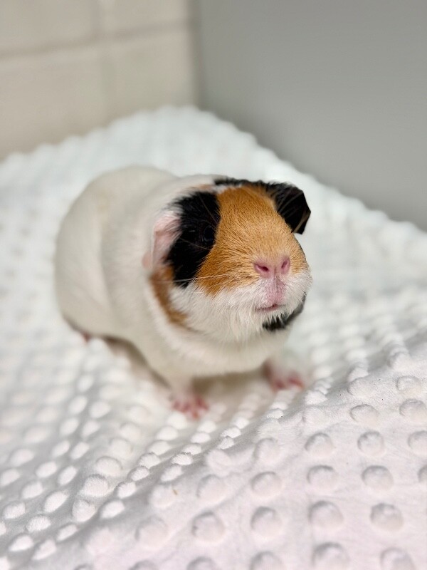 Picture of the Animal Listed