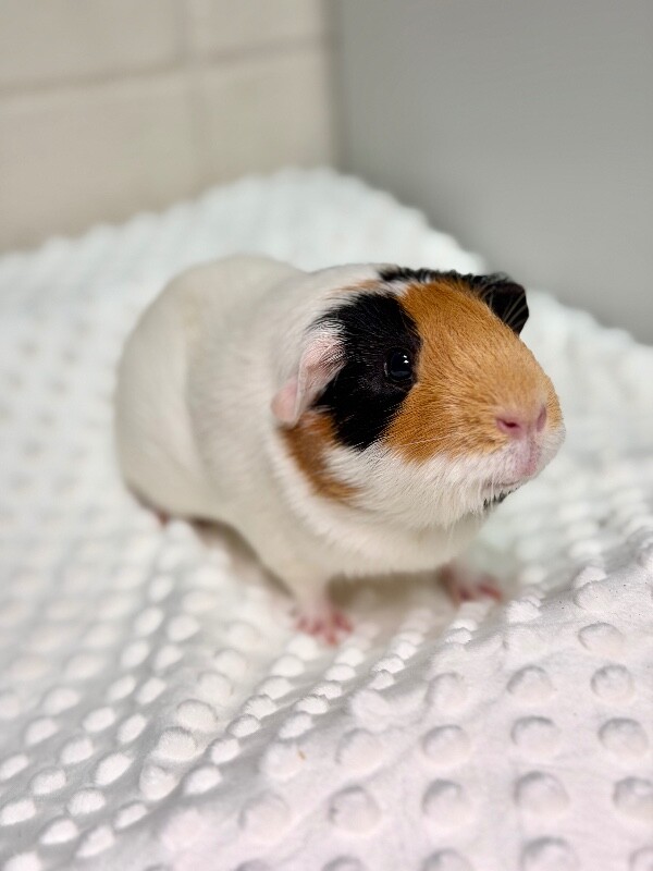 Picture of the Animal Listed