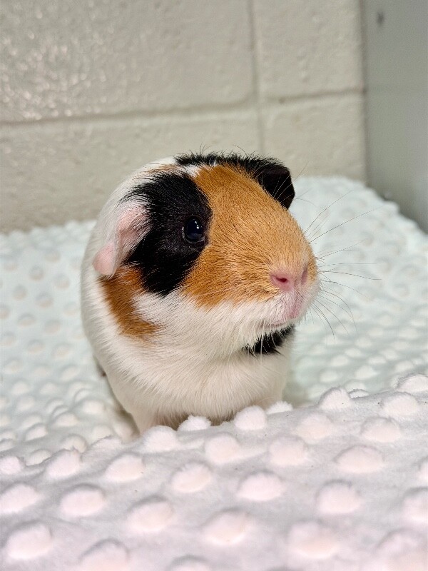 Picture of the Animal Listed