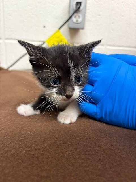 Picture of the Animal Listed