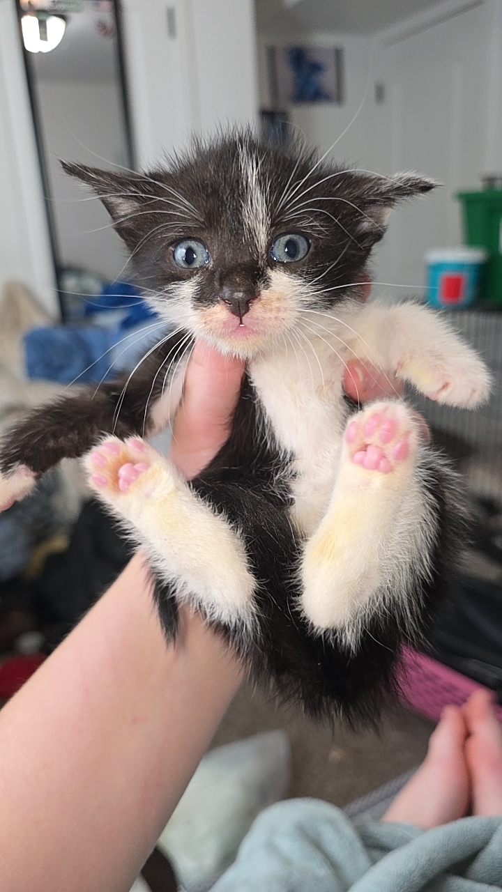 Picture of the Animal Listed