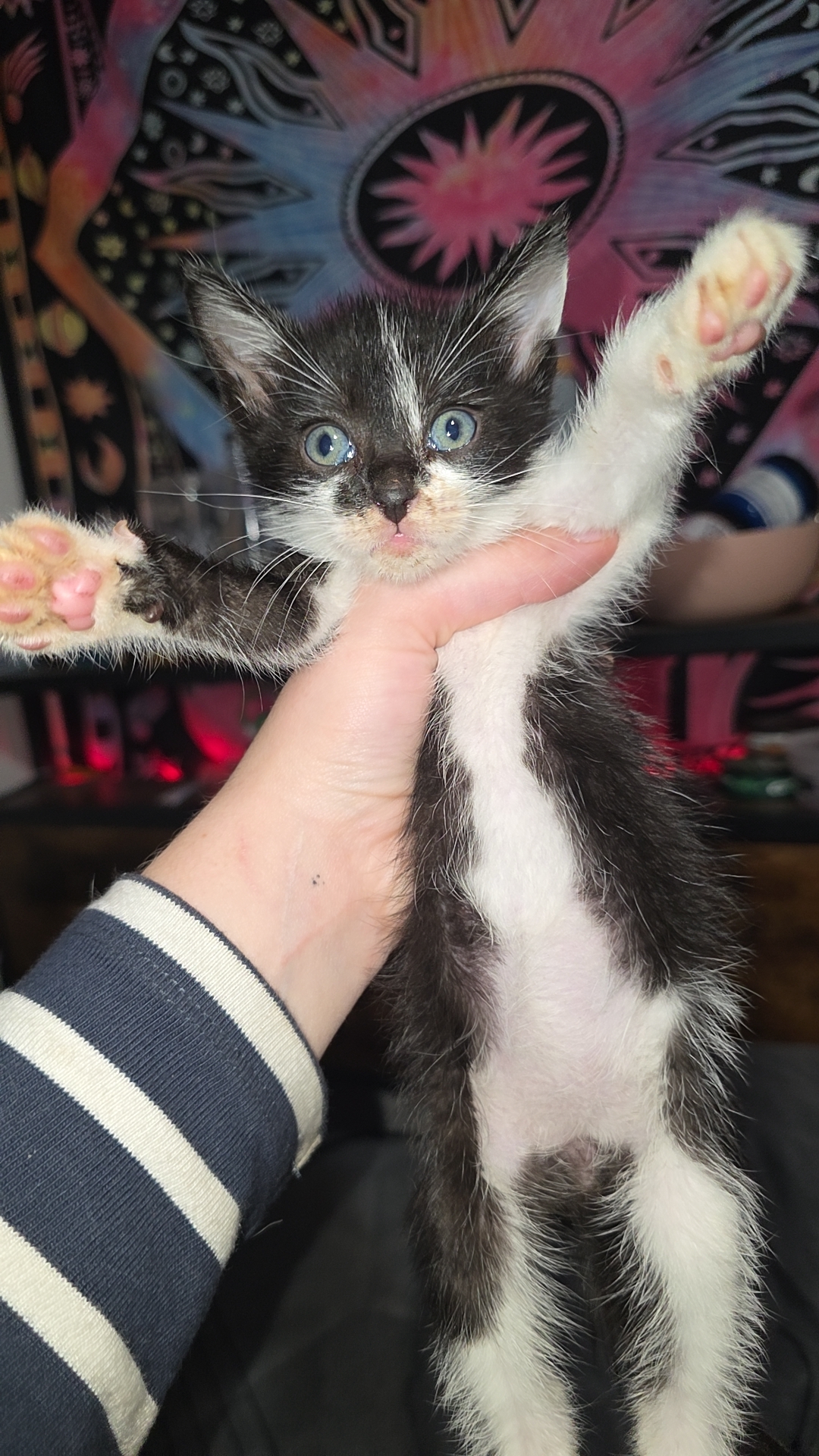 Picture of the Animal Listed