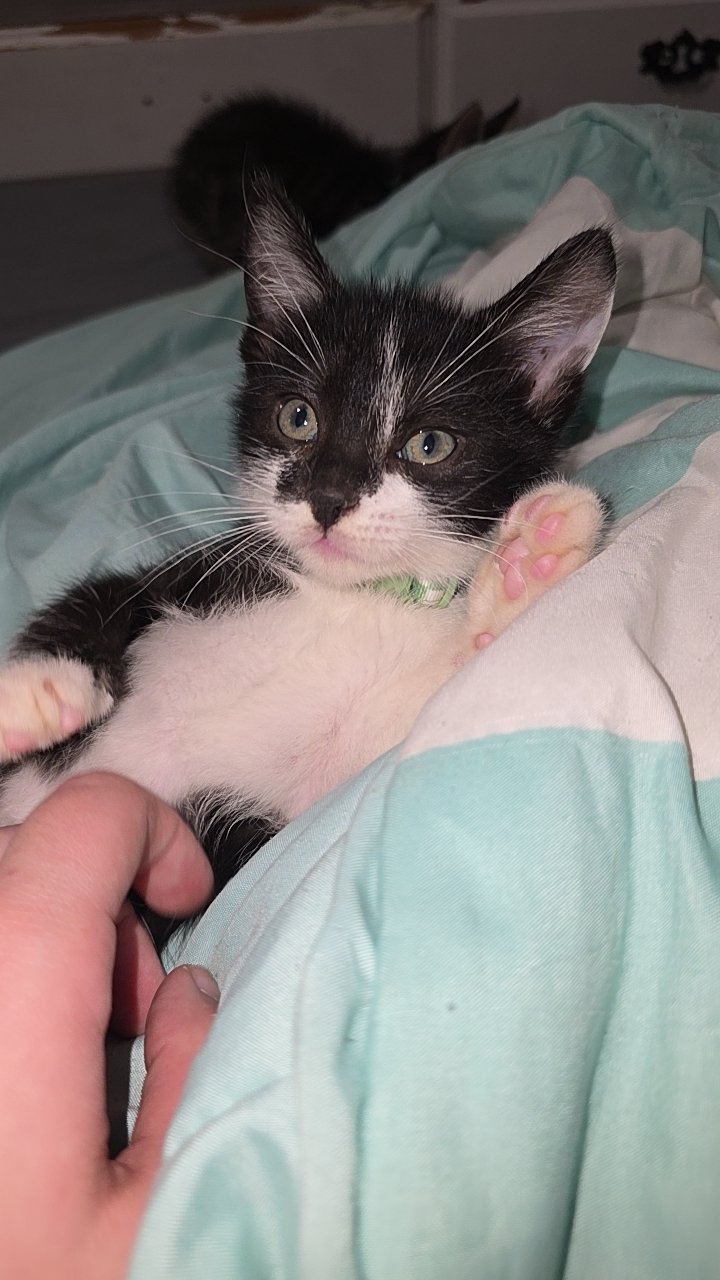 Picture of the Animal Listed