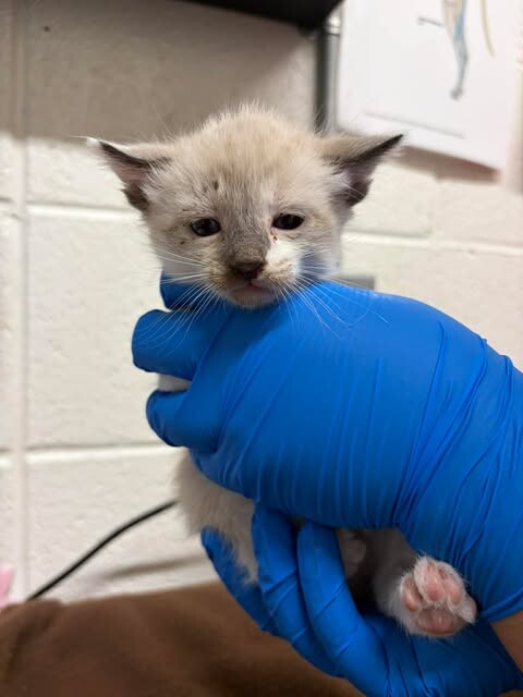 Picture of the Animal Listed