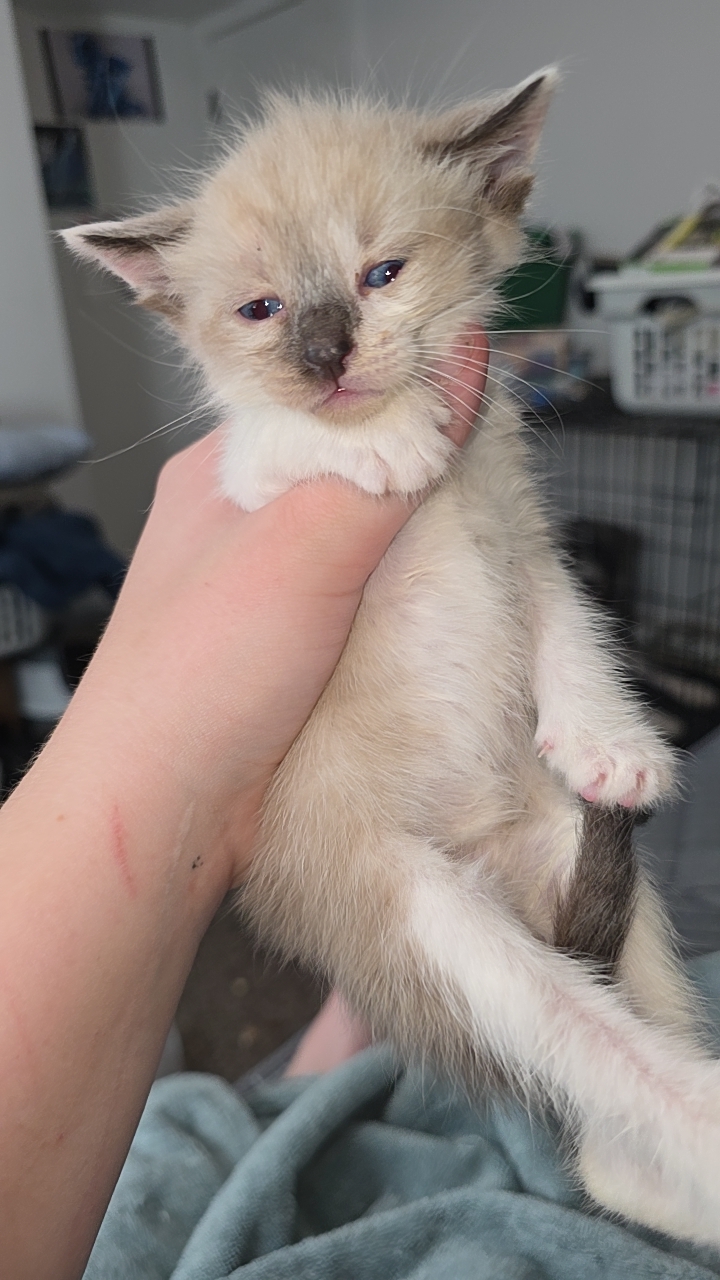 Picture of the Animal Listed