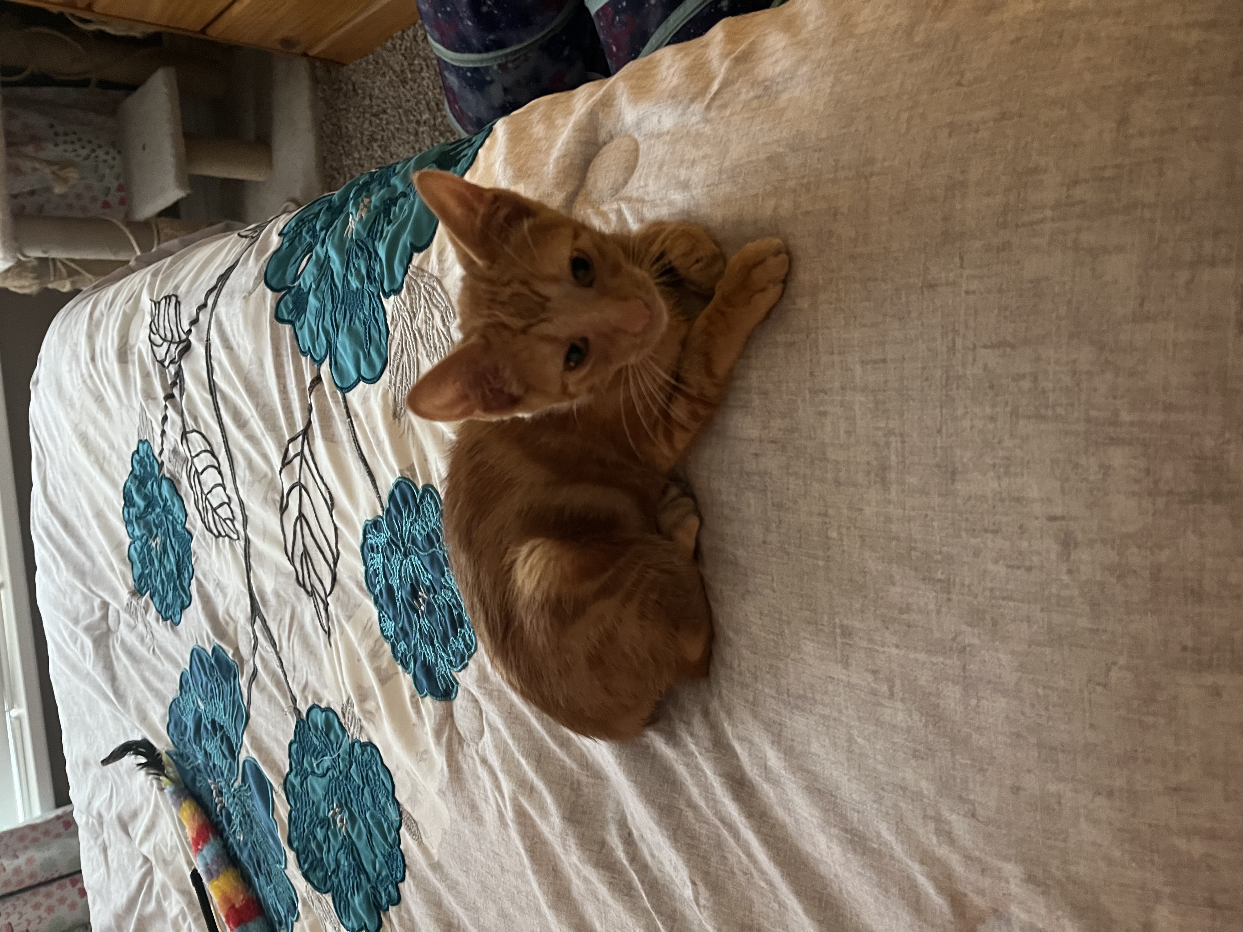 Picture of the Animal Listed