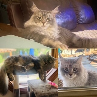 Picture of the Animal Listed