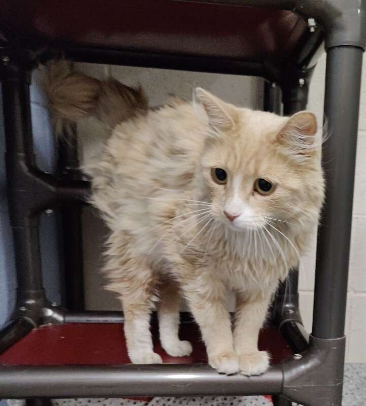 Picture of the Animal Listed