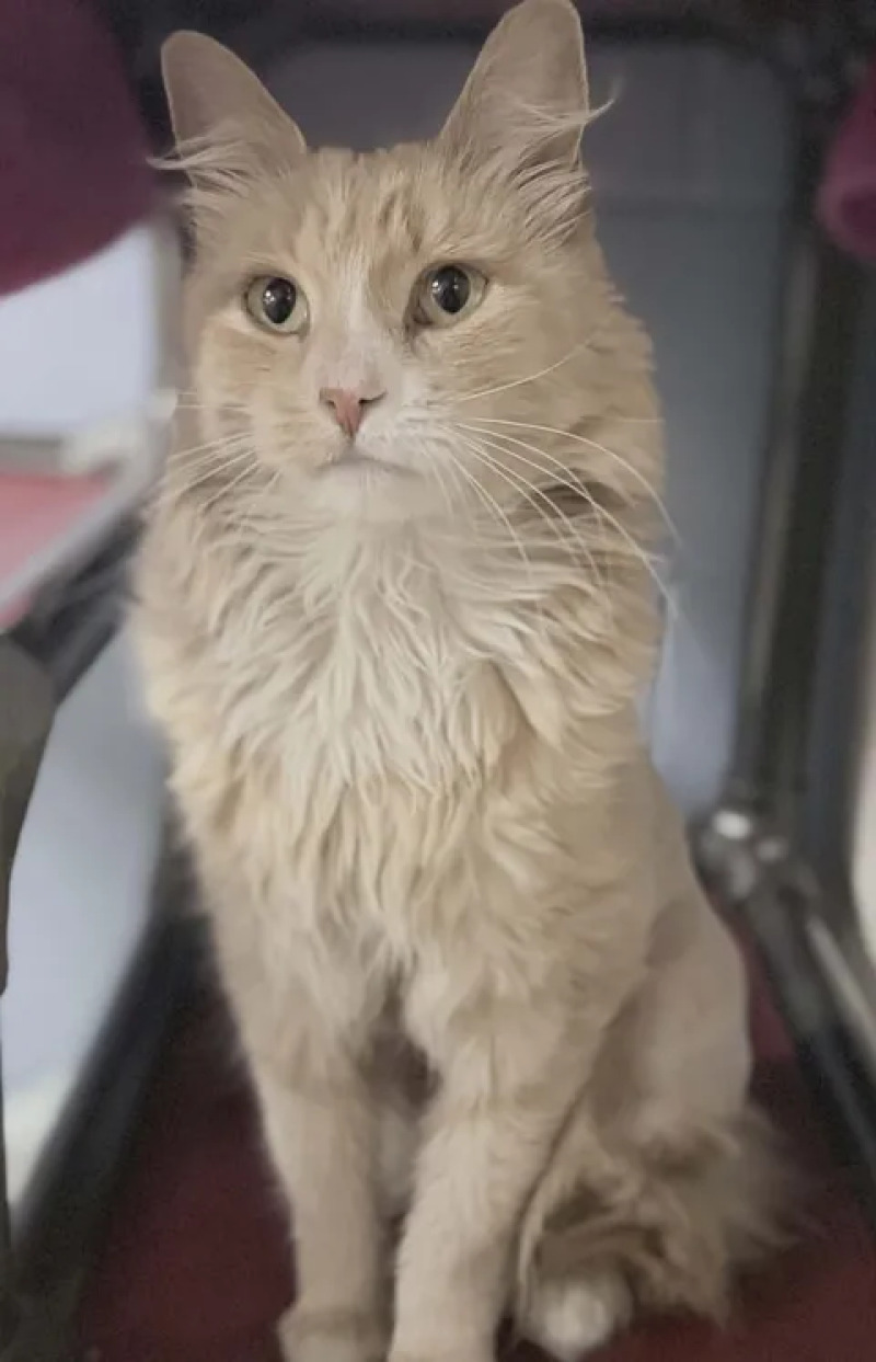 Picture of the Animal Listed
