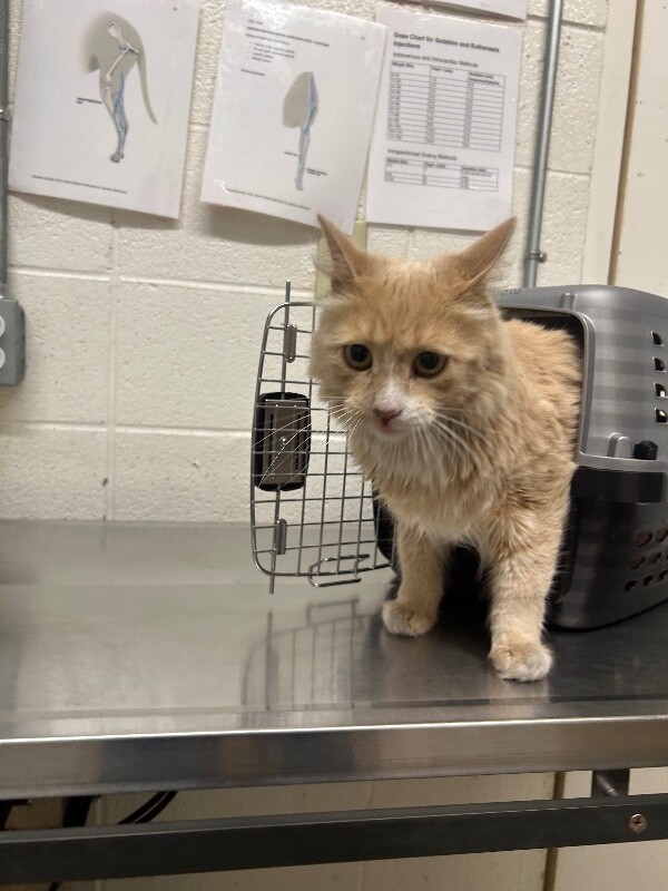 Picture of the Animal Listed