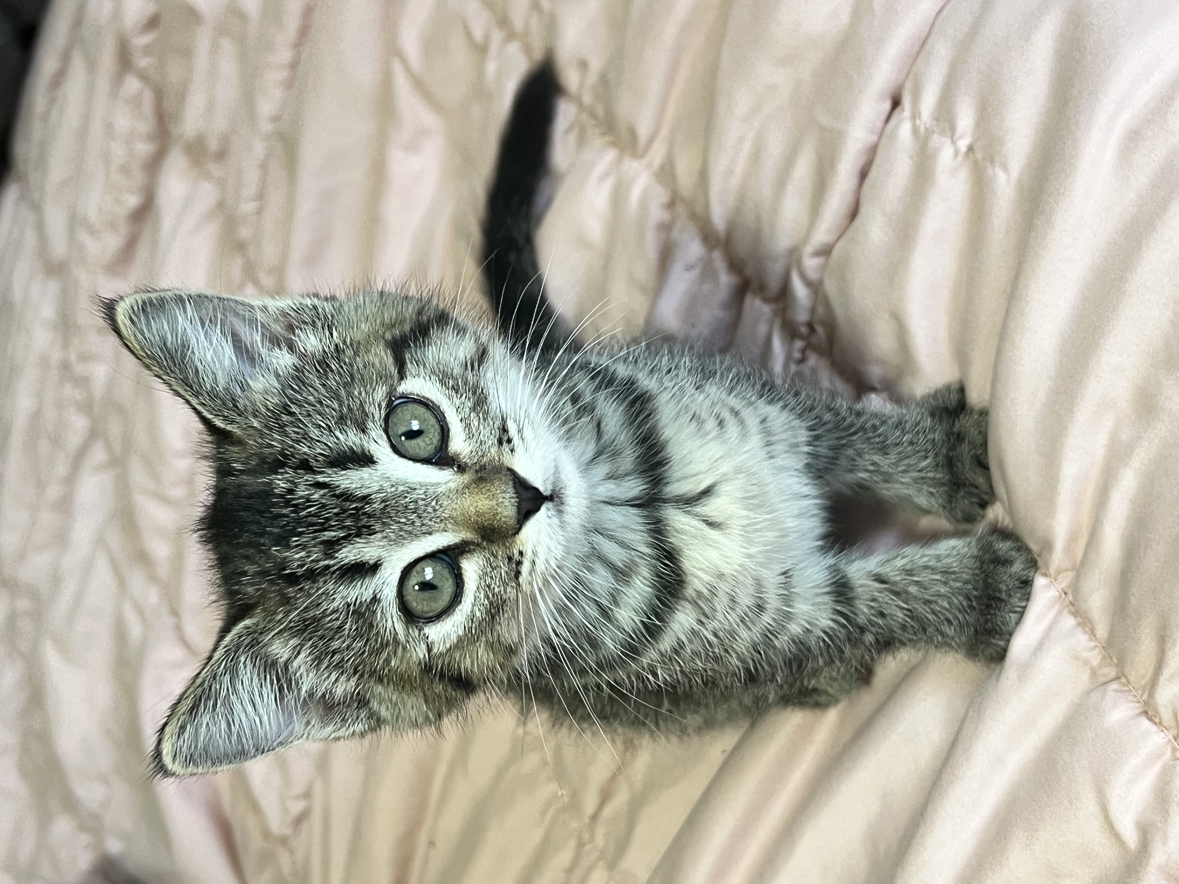 Picture of the Animal Listed