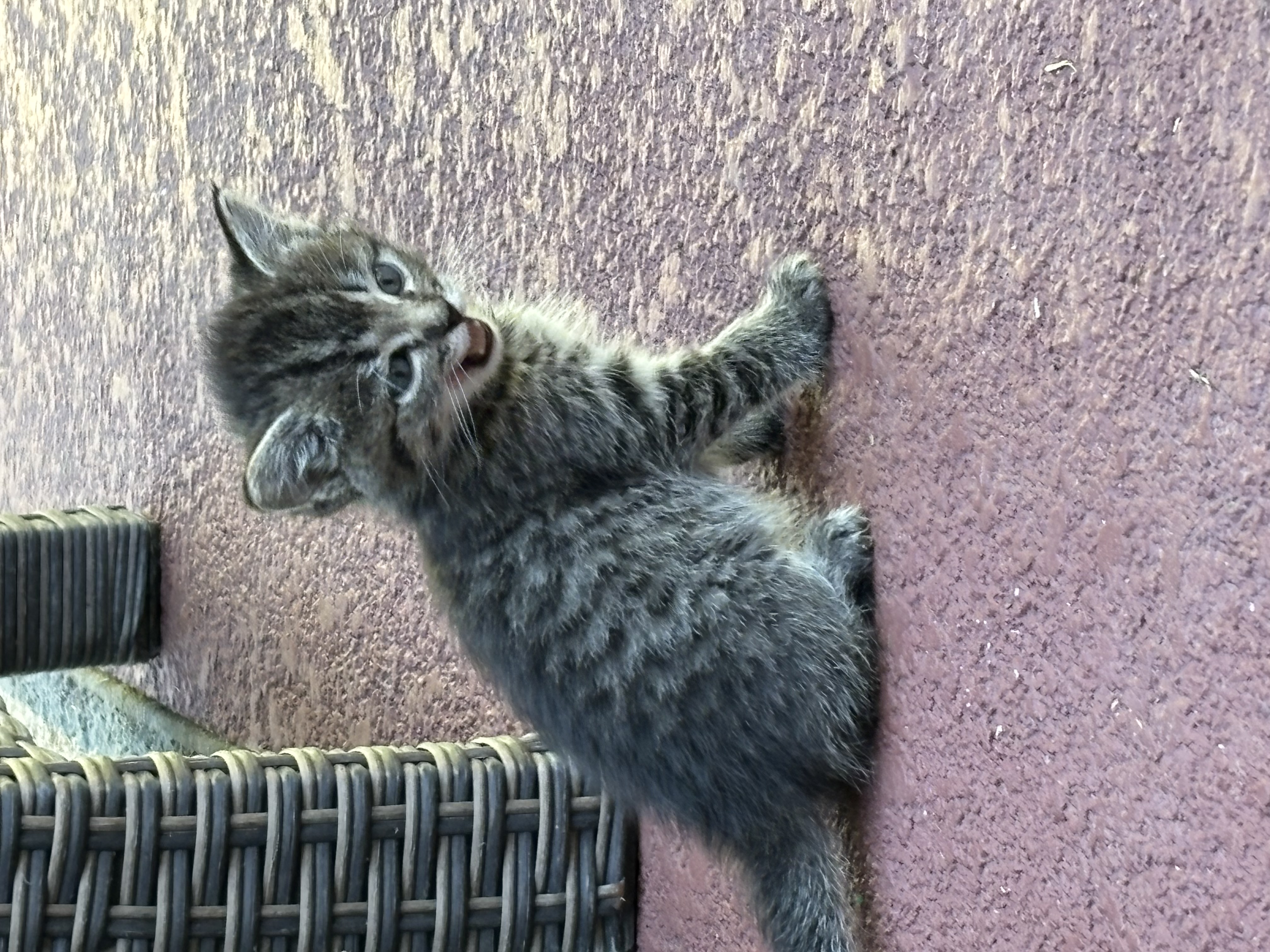 Picture of the Animal Listed