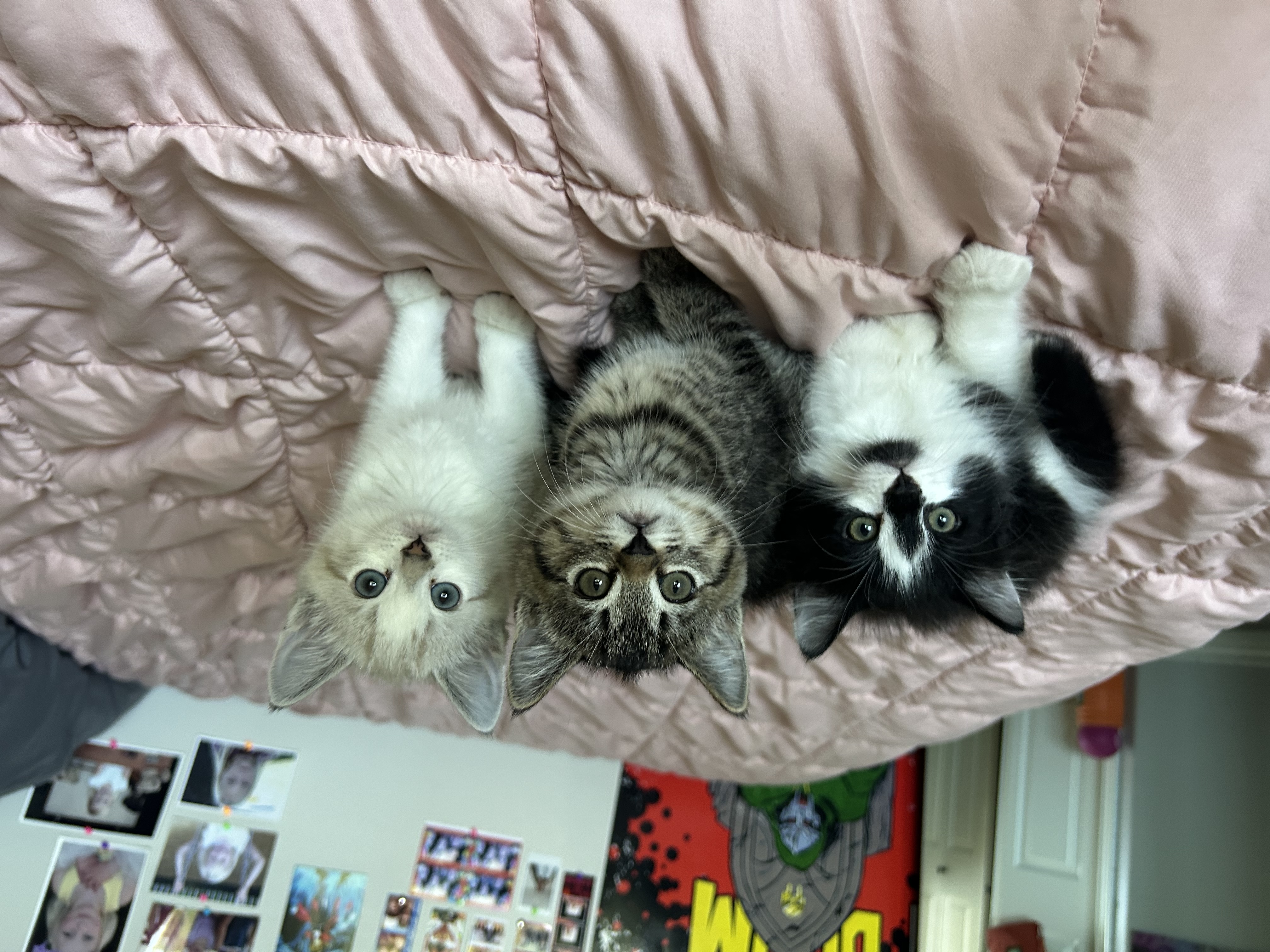 Picture of the Animal Listed