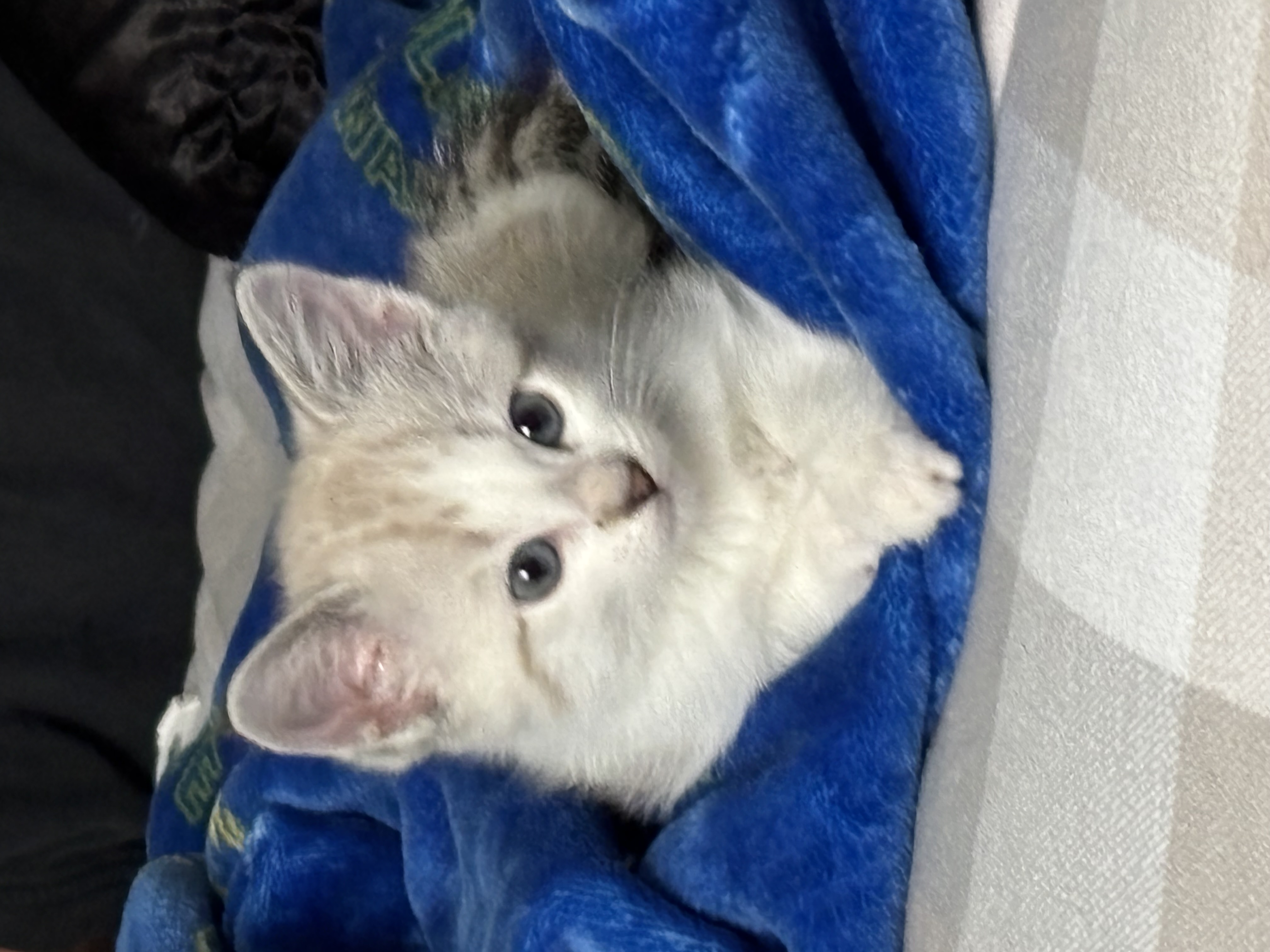 Picture of the Animal Listed