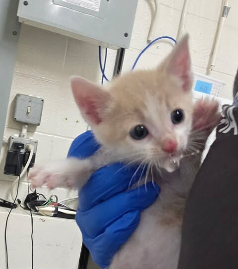 Picture of the Animal Listed