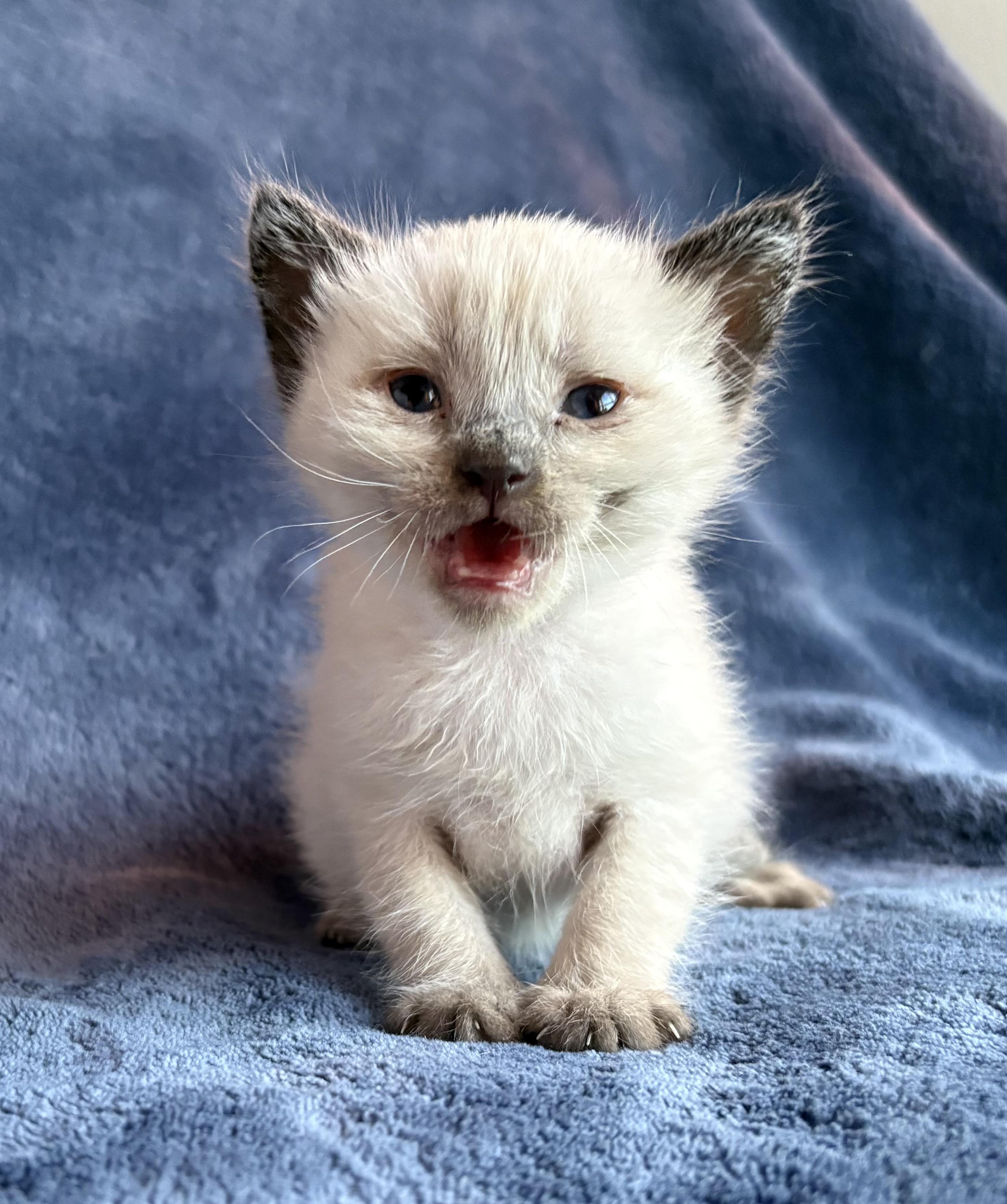 Picture of the Animal Listed