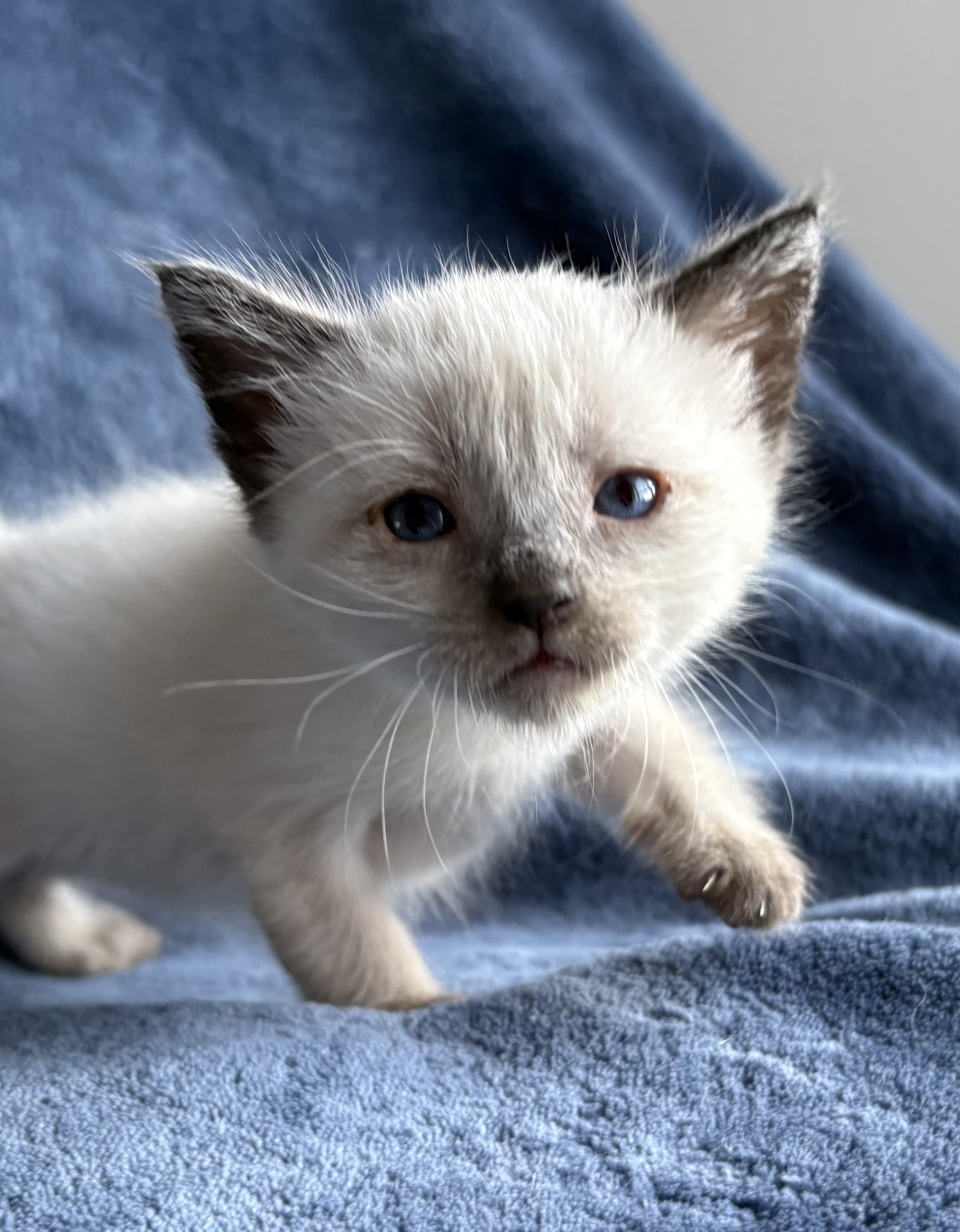 Picture of the Animal Listed