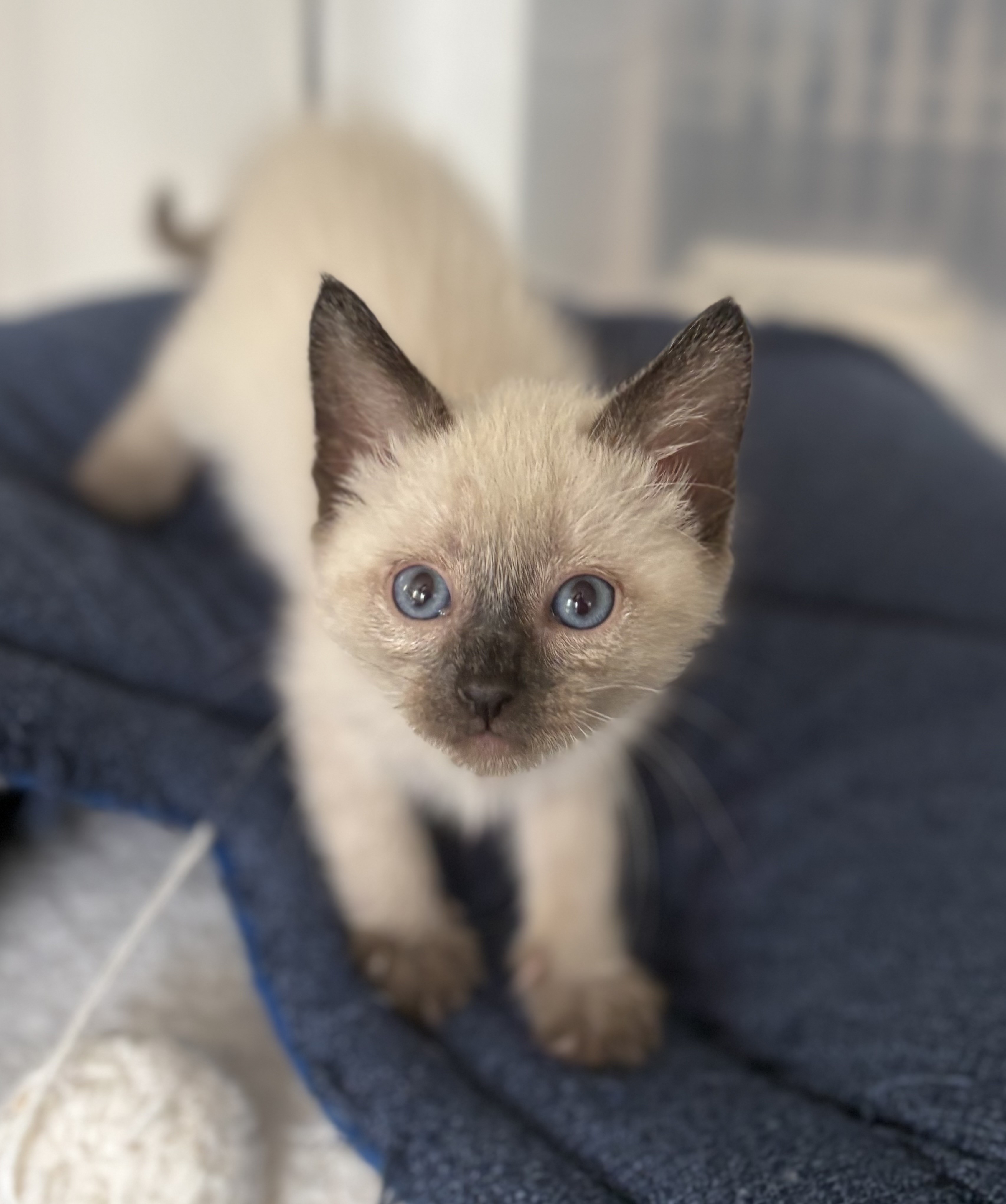 Picture of the Animal Listed