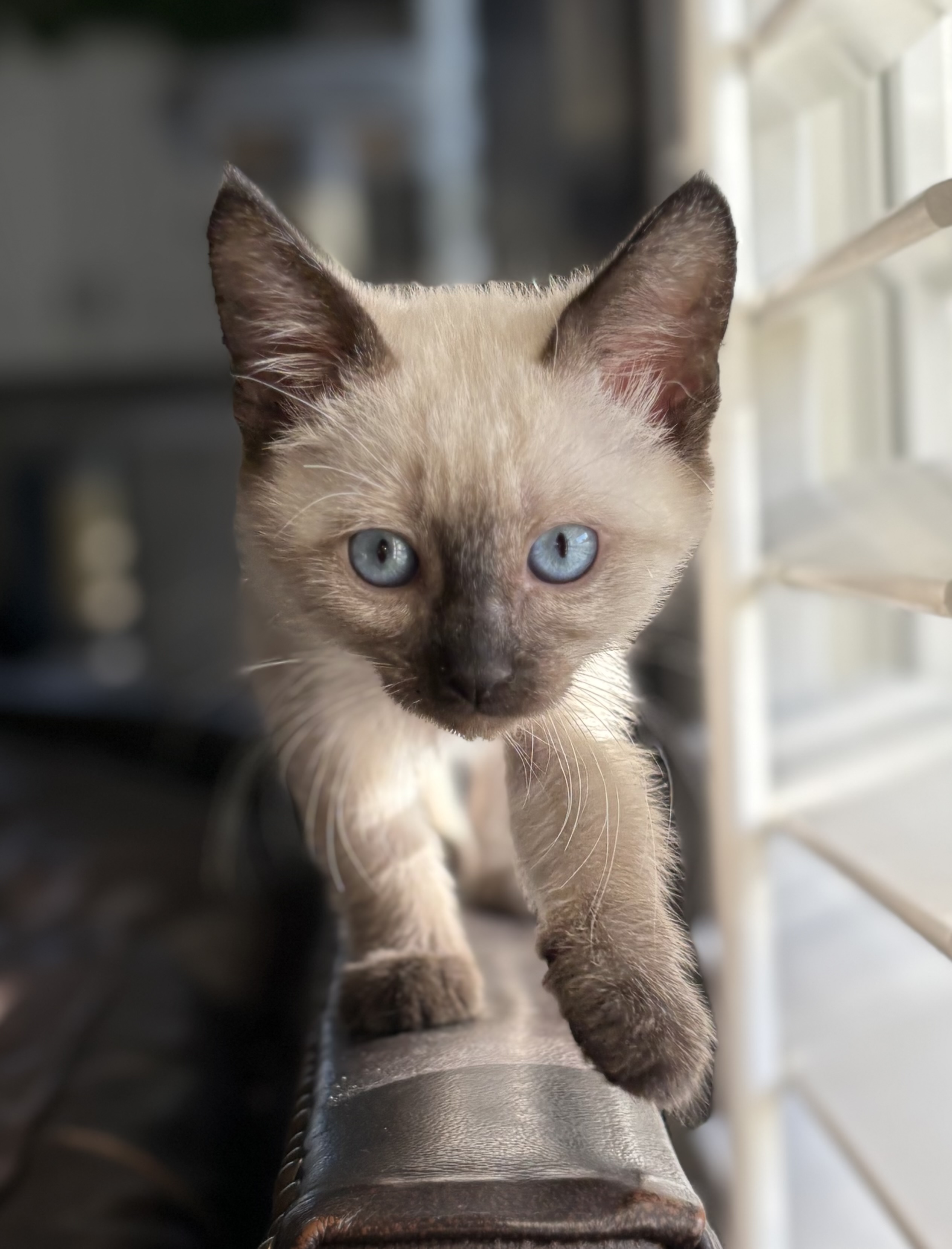 Picture of the Animal Listed