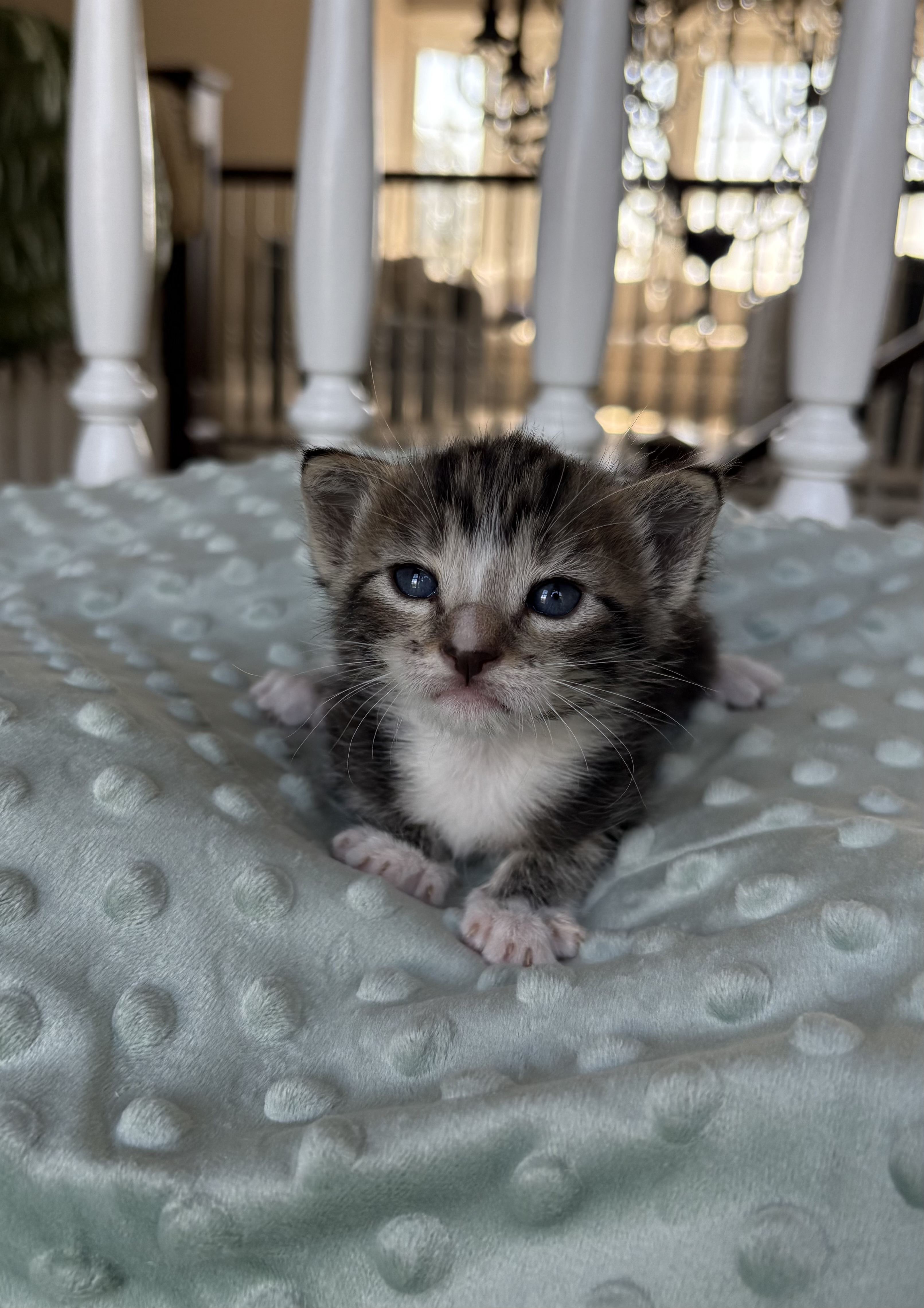 Picture of the Animal Listed