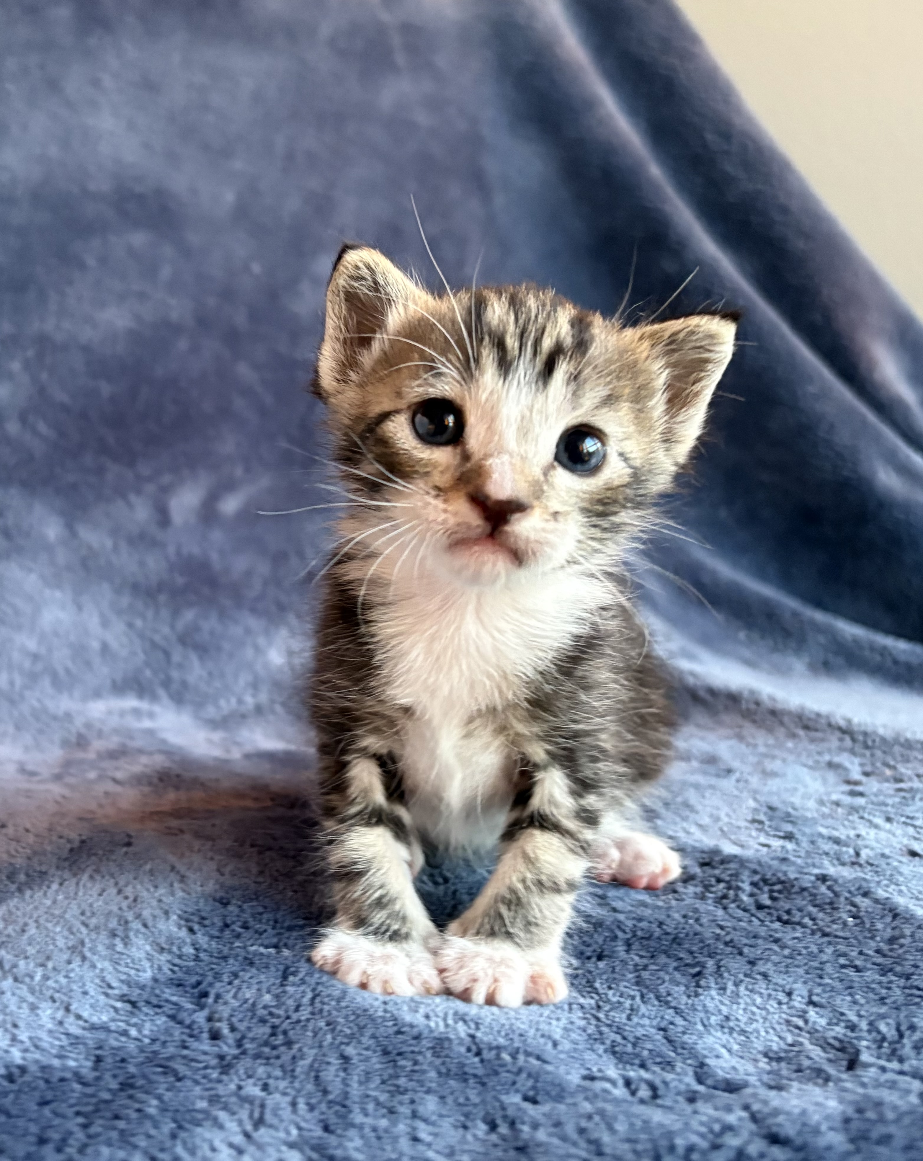 Picture of the Animal Listed