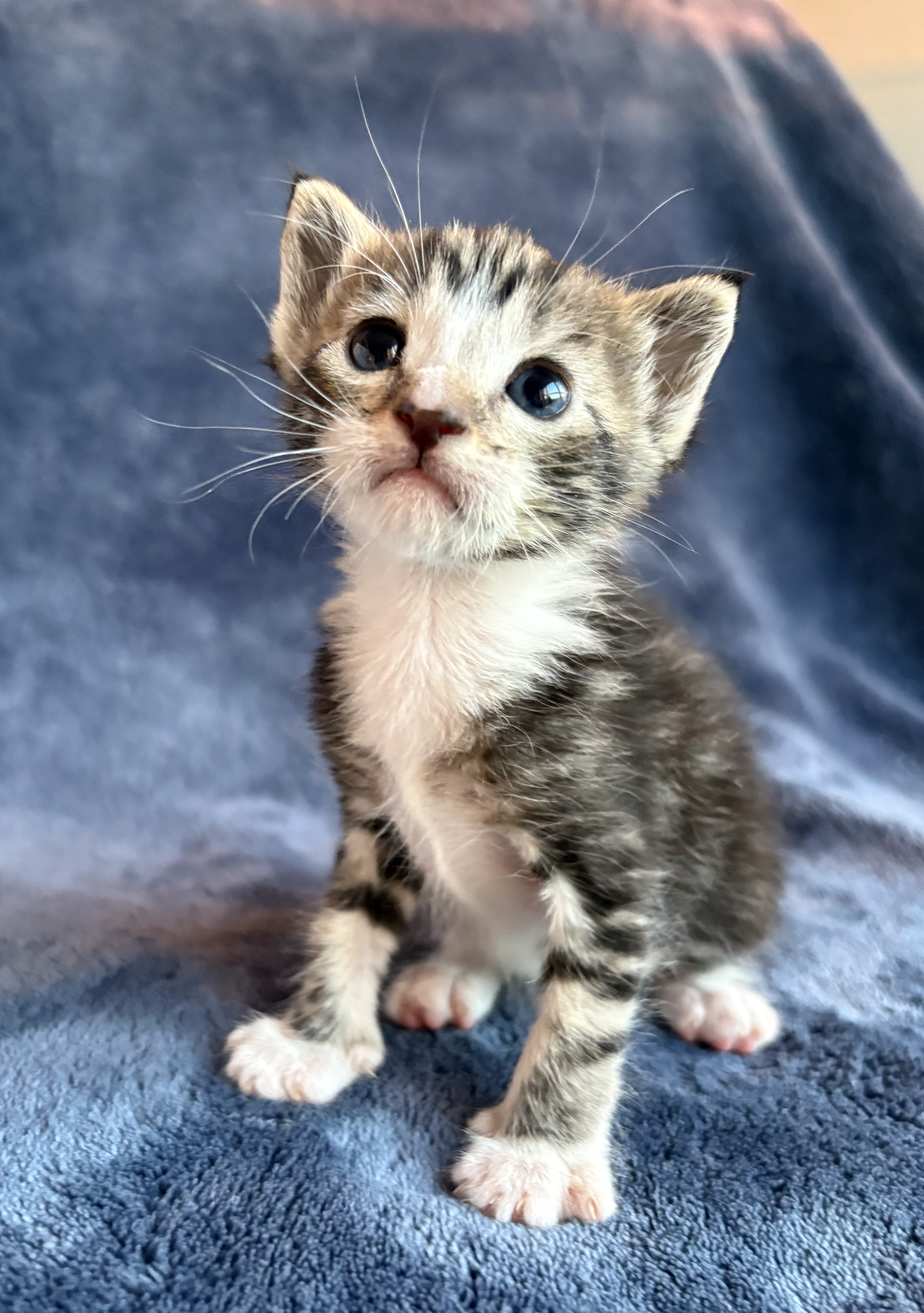 Picture of the Animal Listed