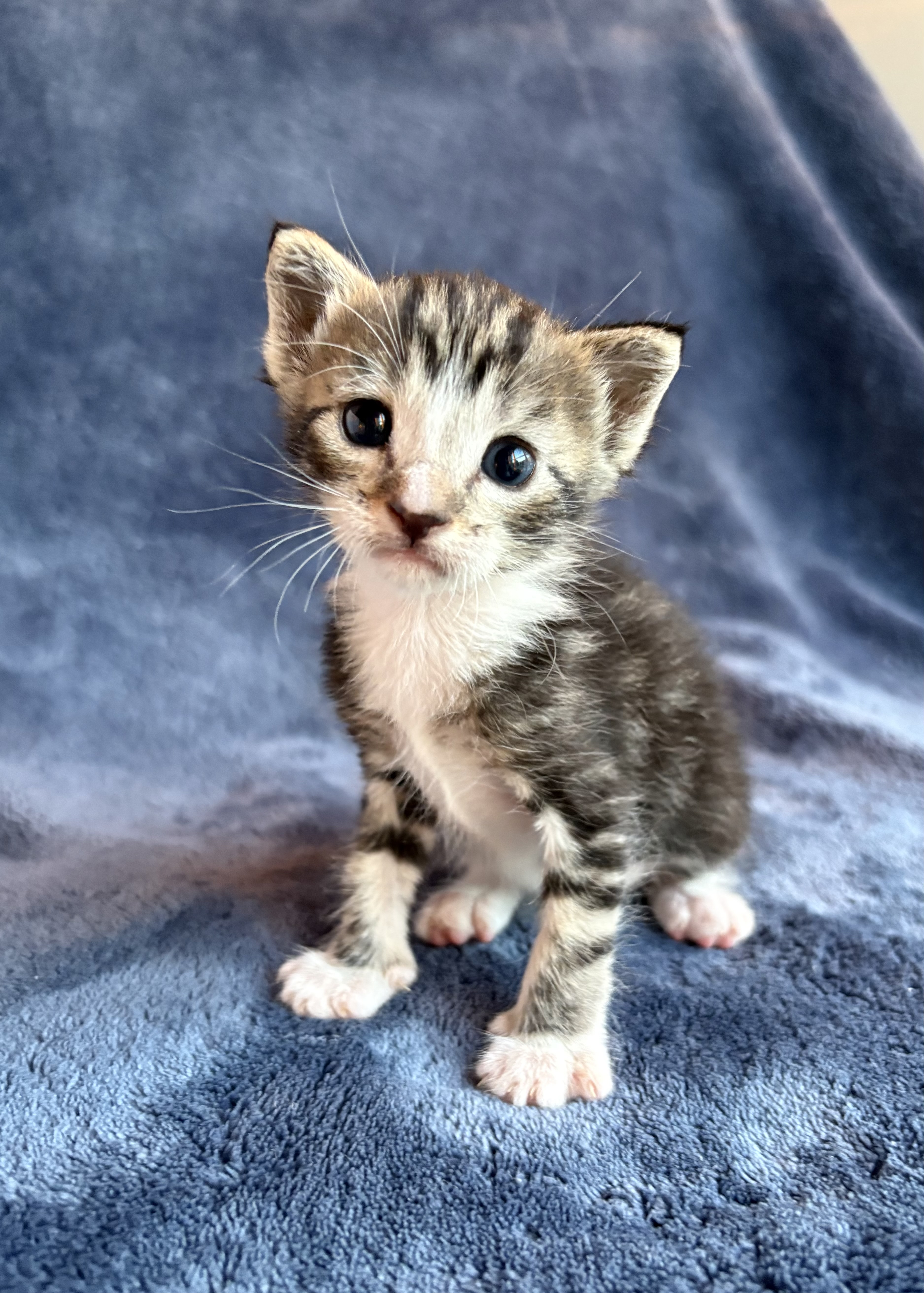 Picture of the Animal Listed