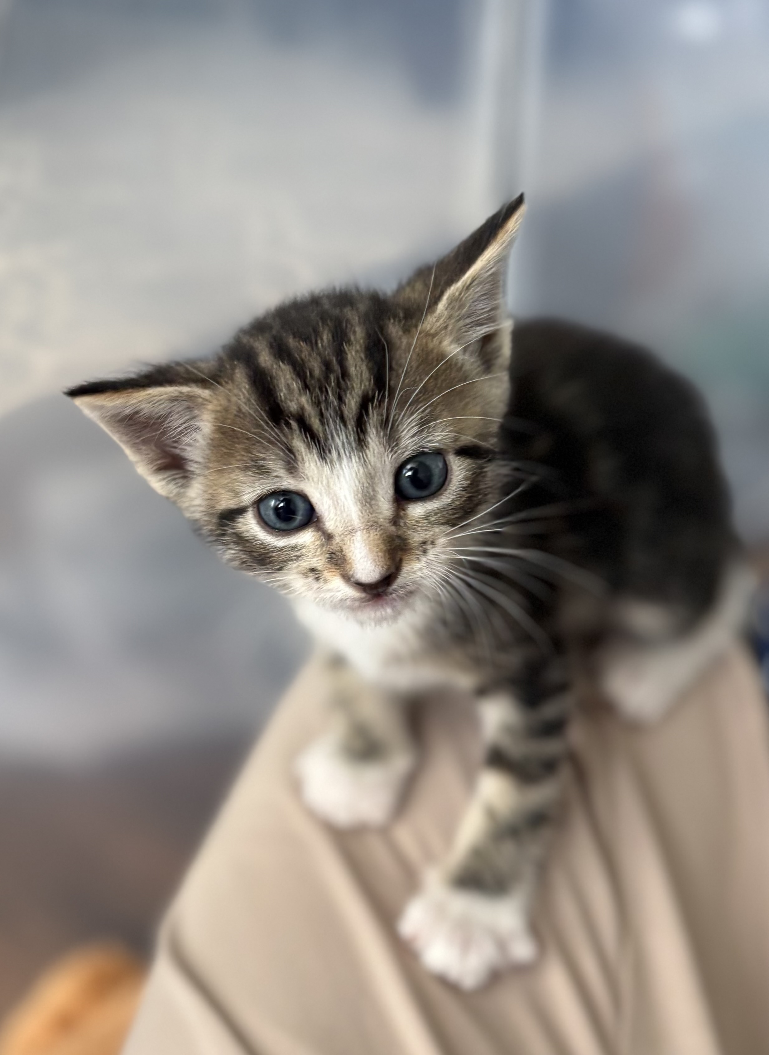 Picture of the Animal Listed