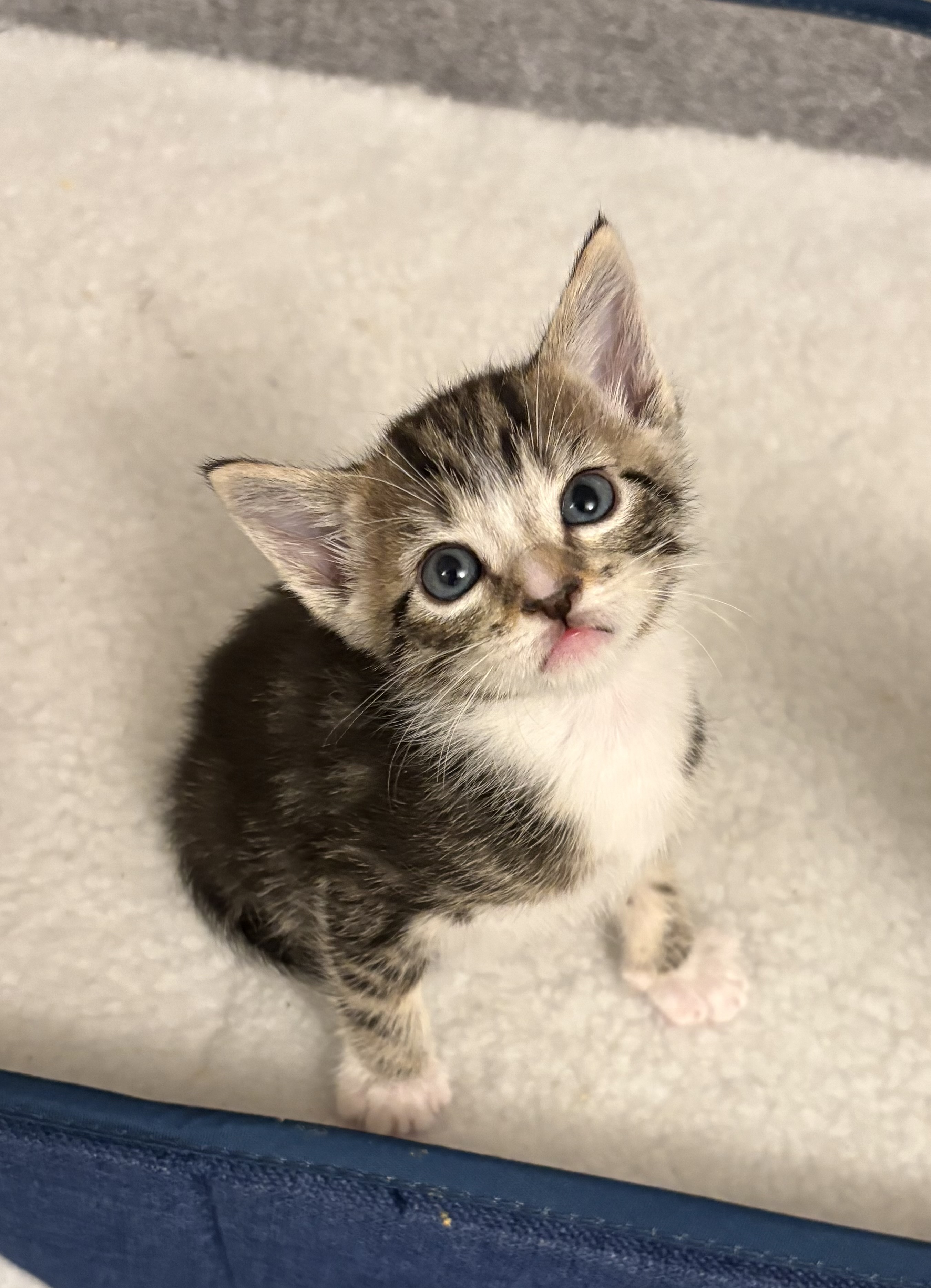 Picture of the Animal Listed