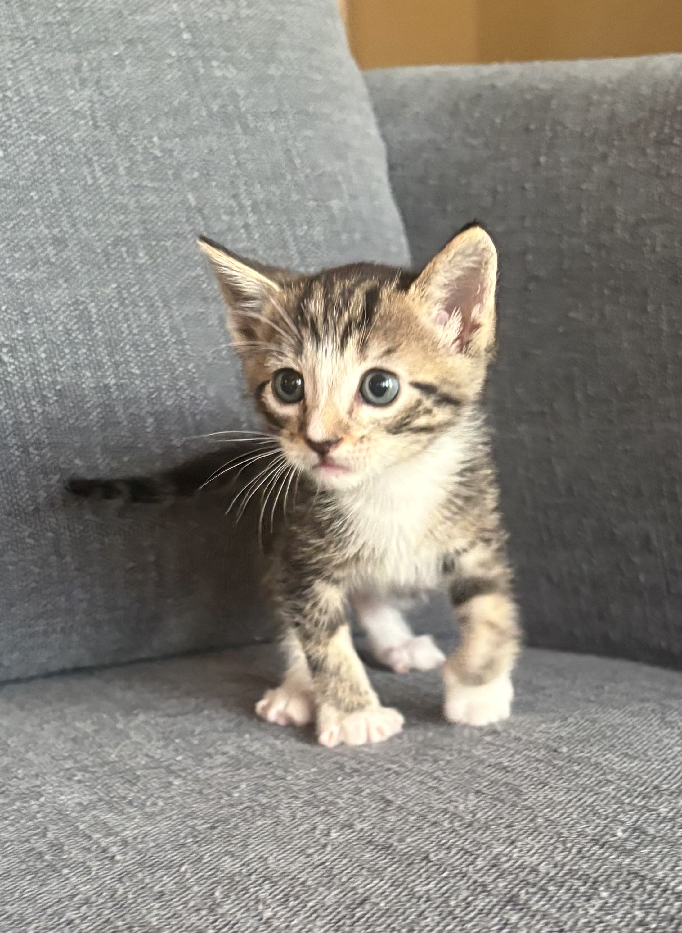 Picture of the Animal Listed