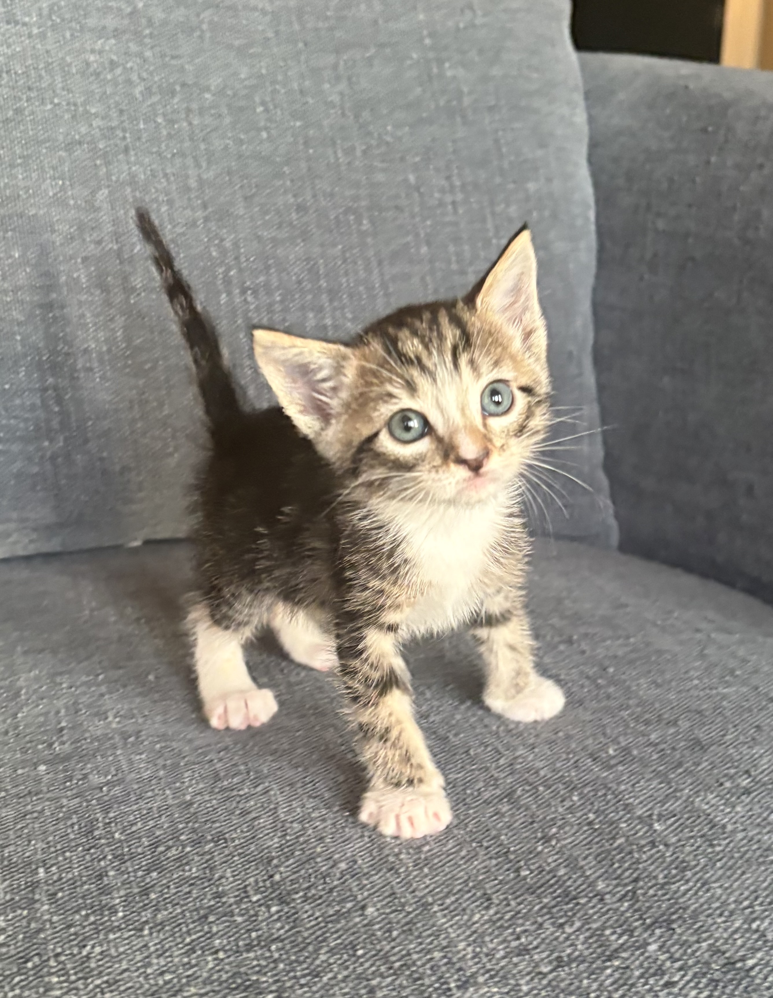 Picture of the Animal Listed