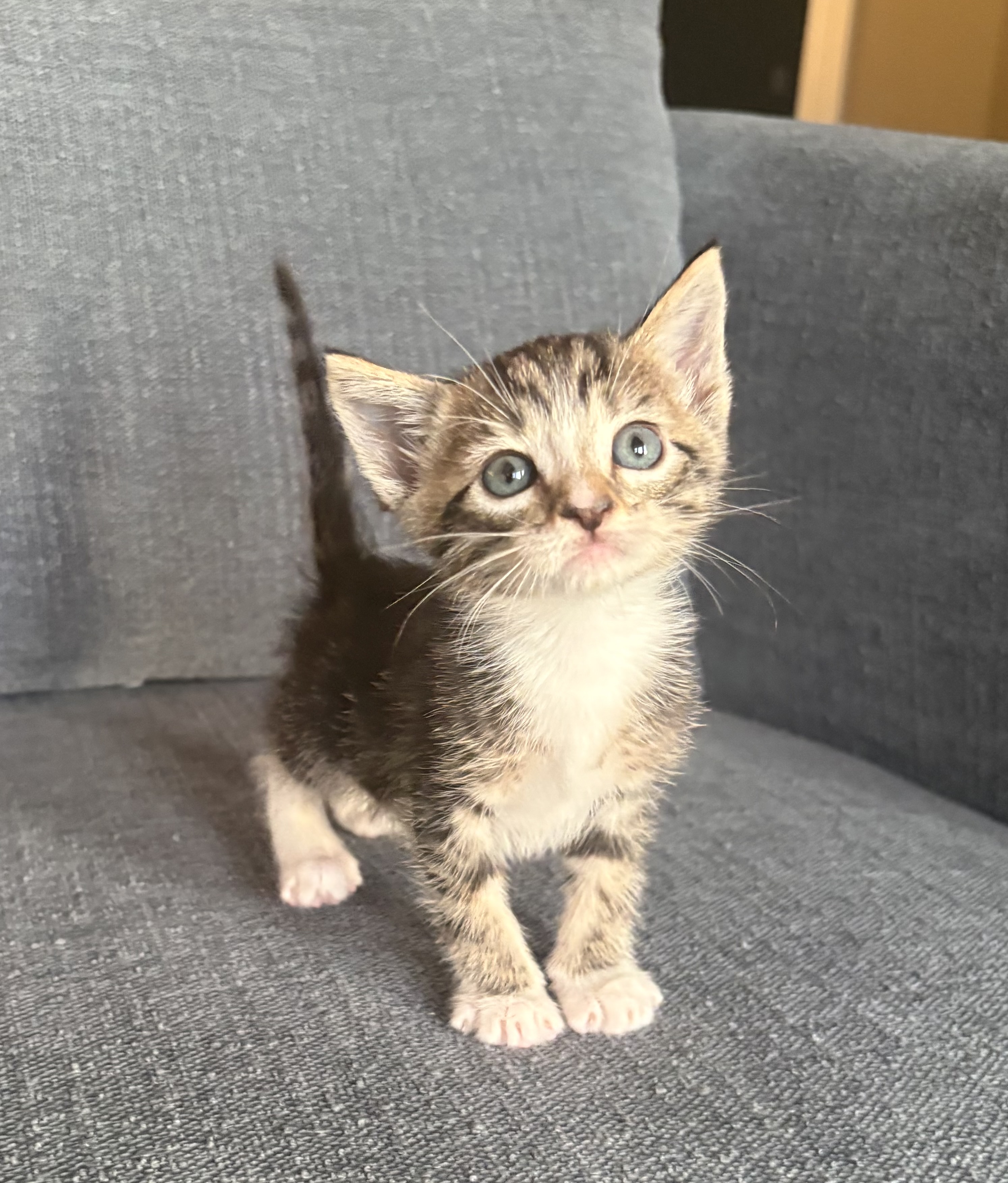 Picture of the Animal Listed