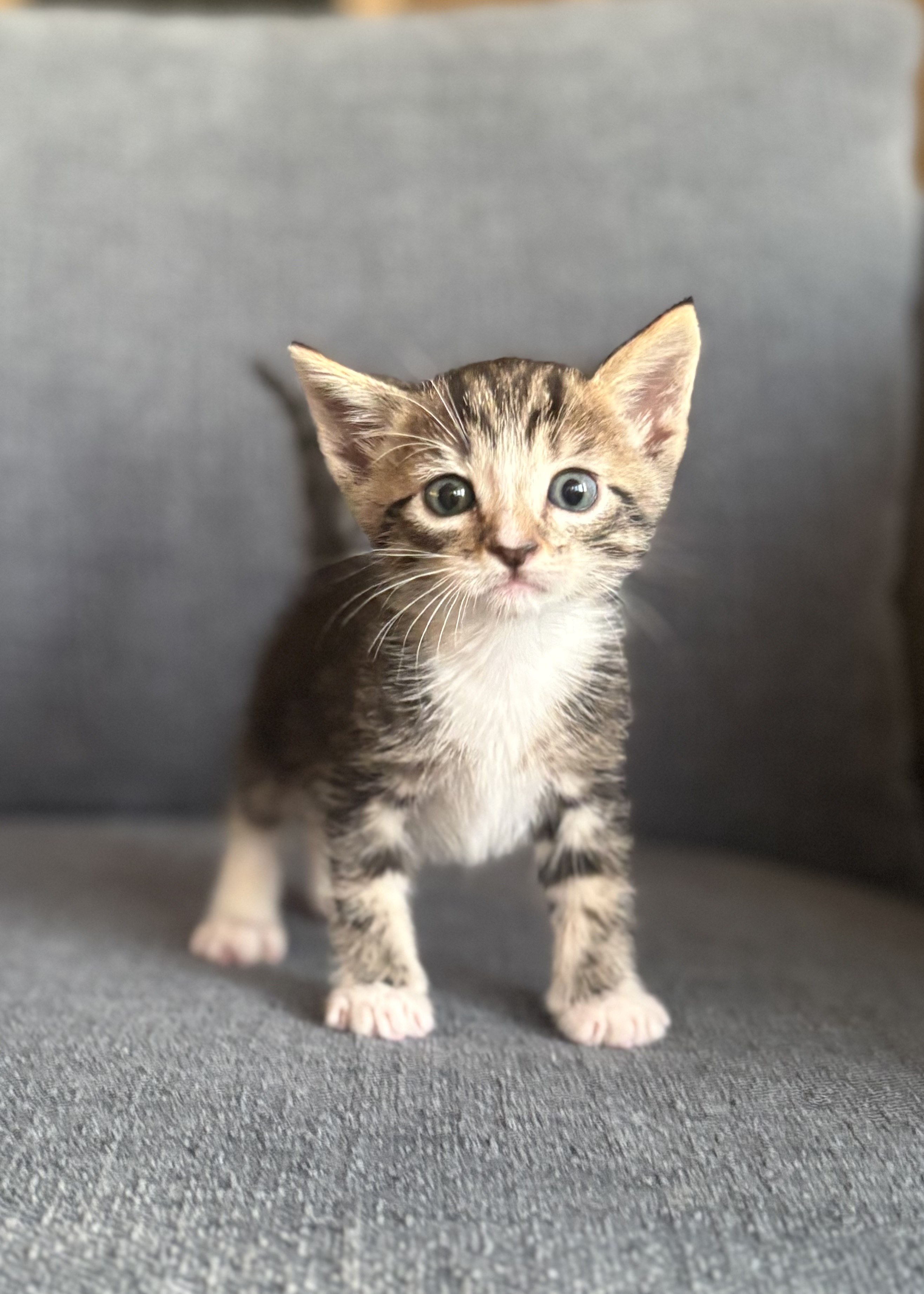 Picture of the Animal Listed