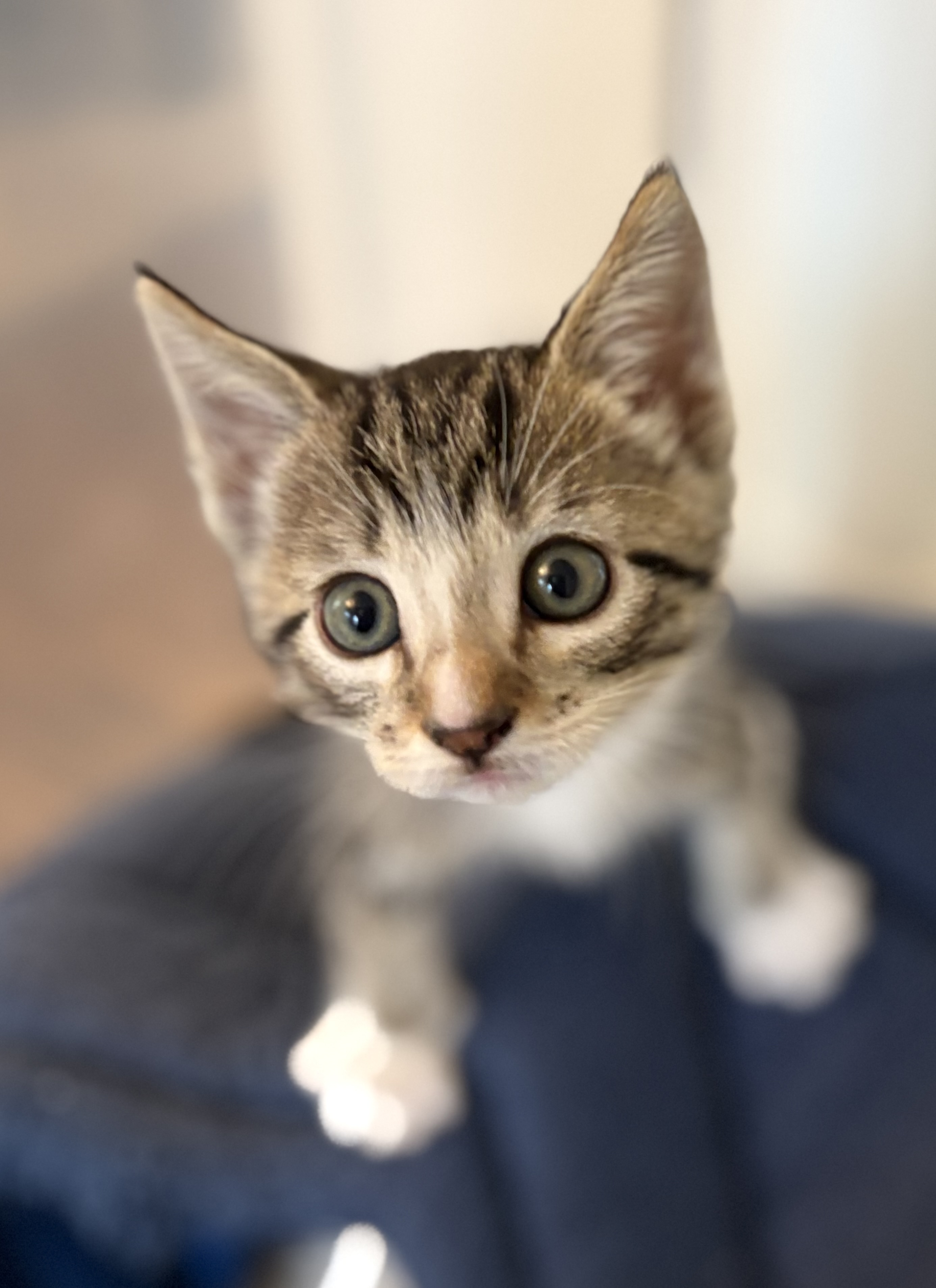 Picture of the Animal Listed