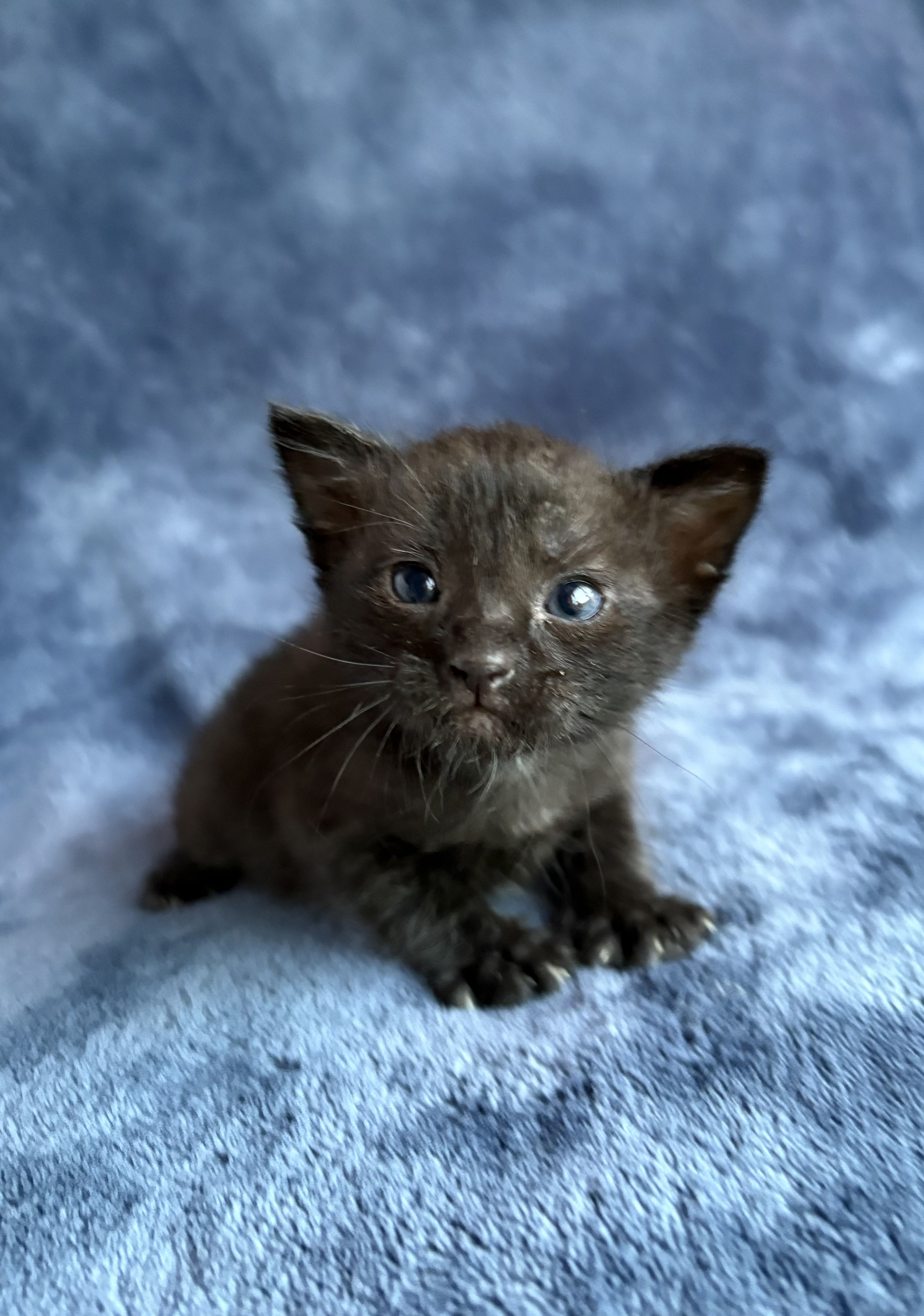 Picture of the Animal Listed