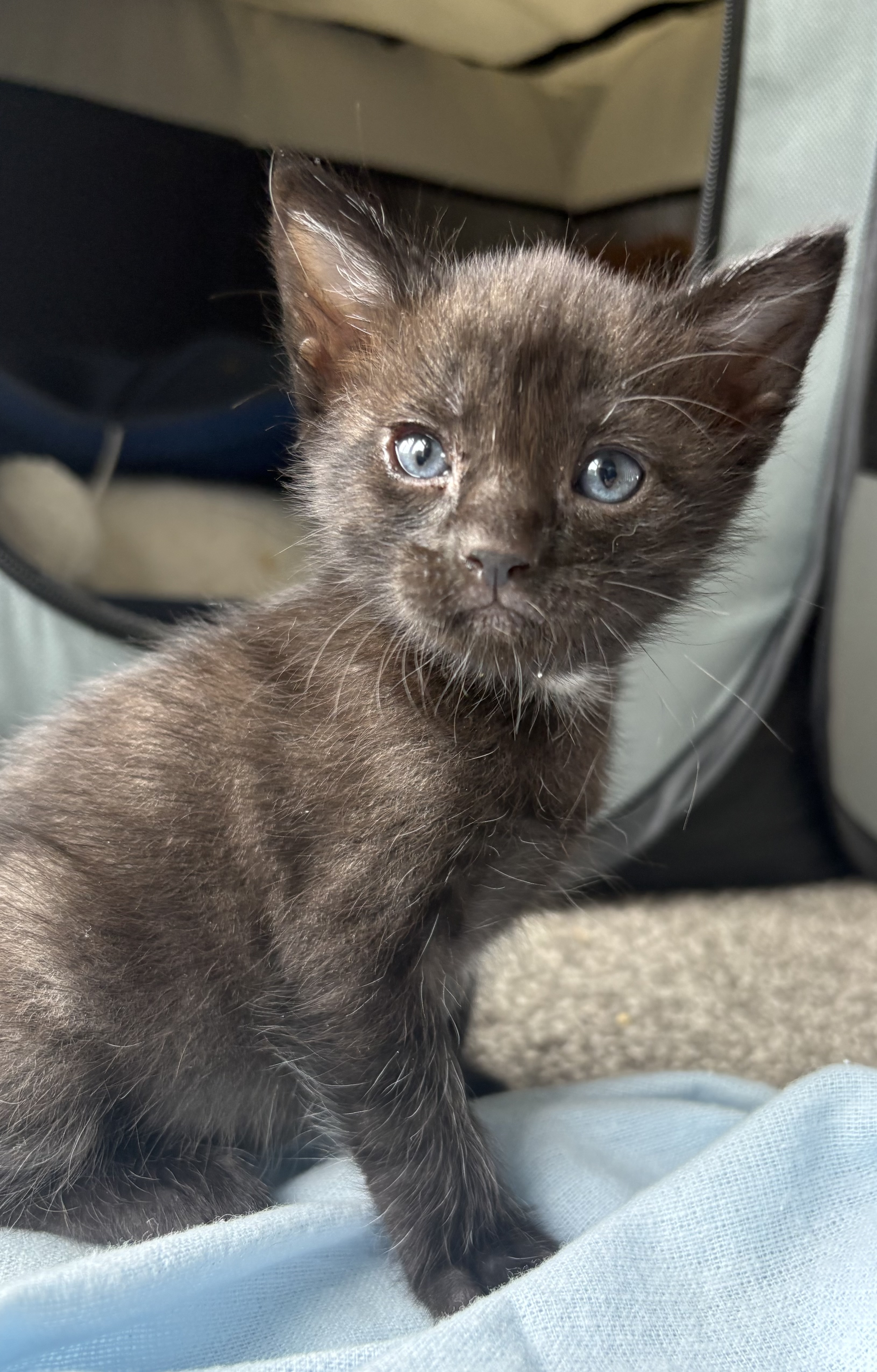 Picture of the Animal Listed