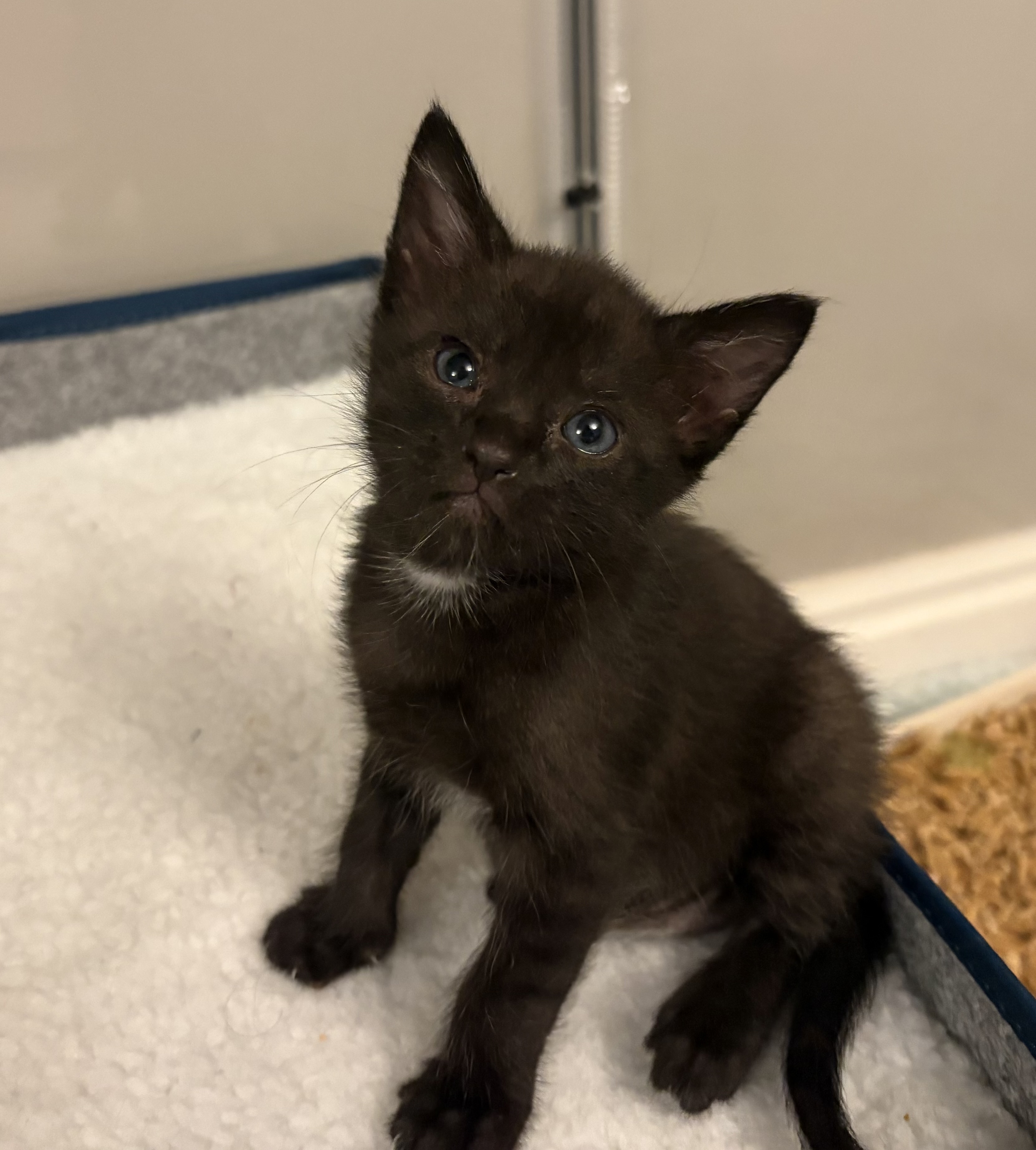 Picture of the Animal Listed