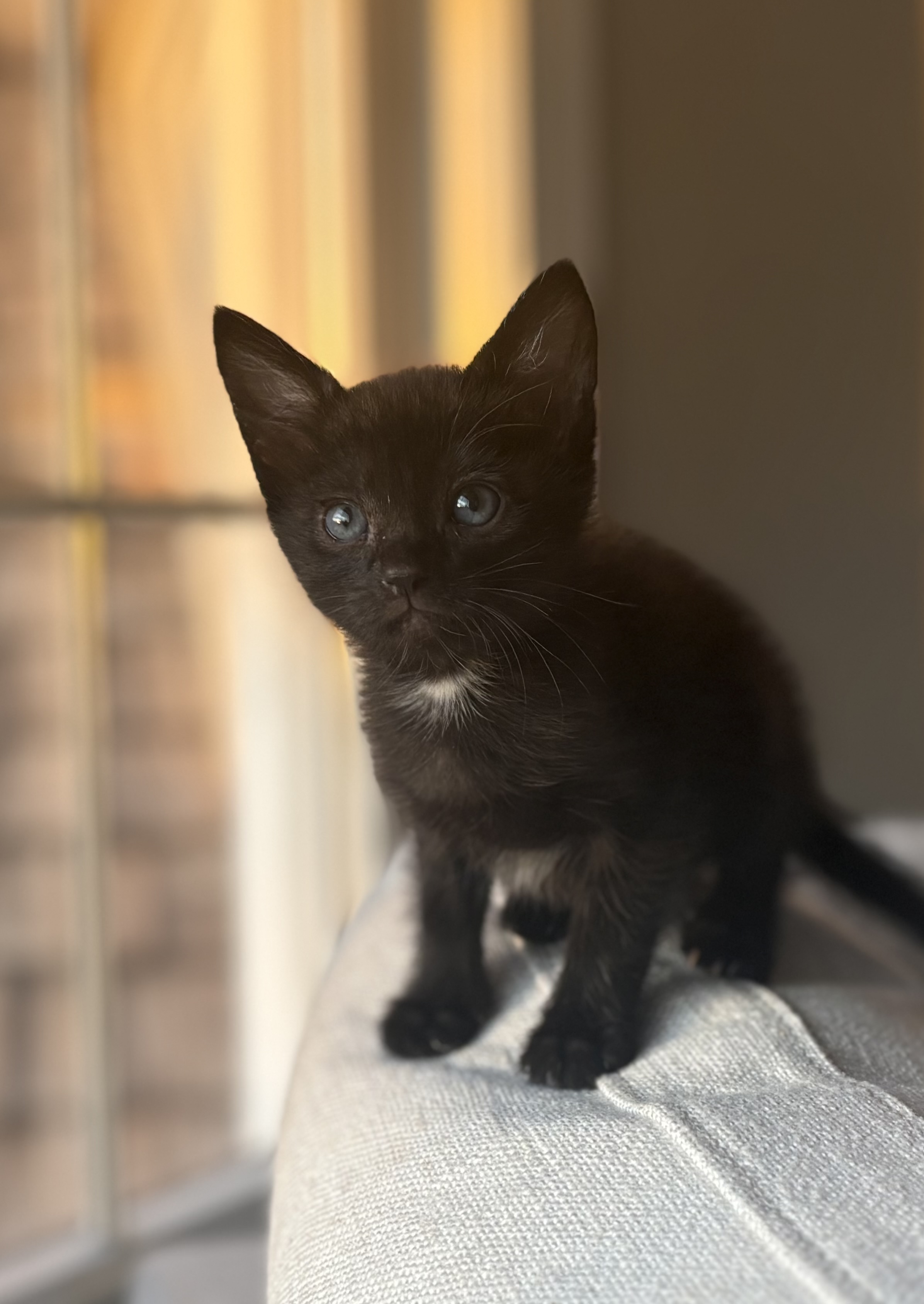 Picture of the Animal Listed