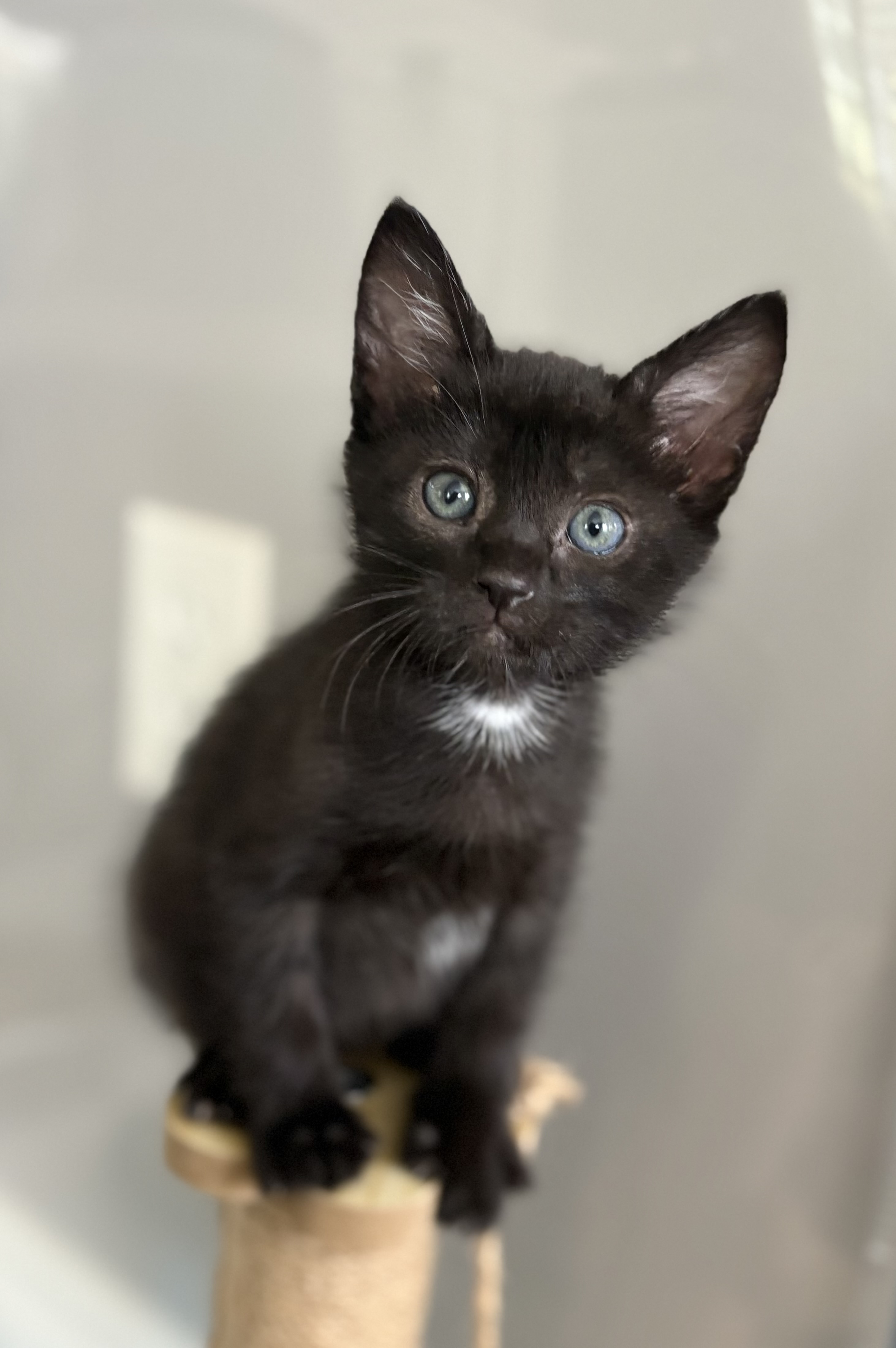 Picture of the Animal Listed