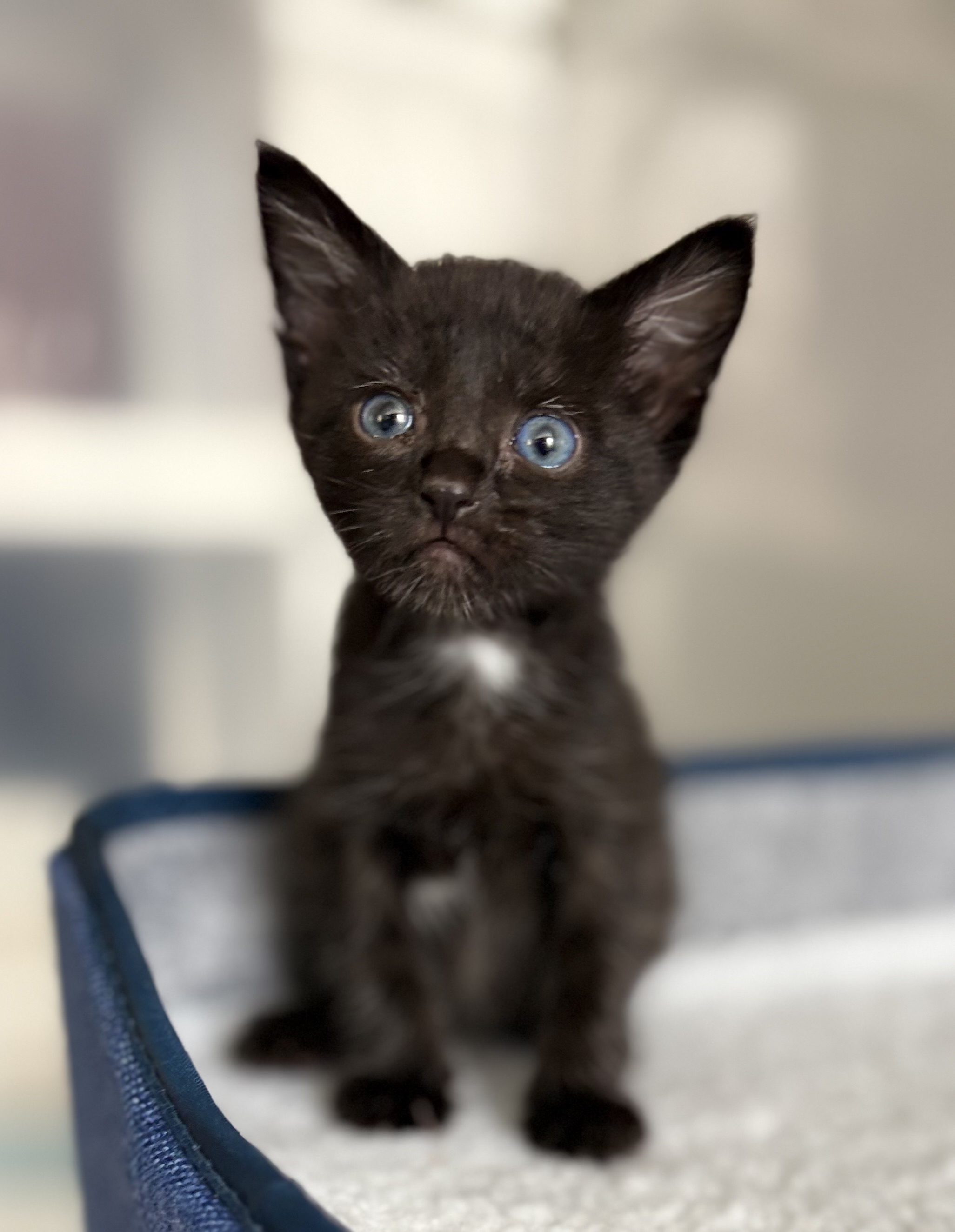 Picture of the Animal Listed
