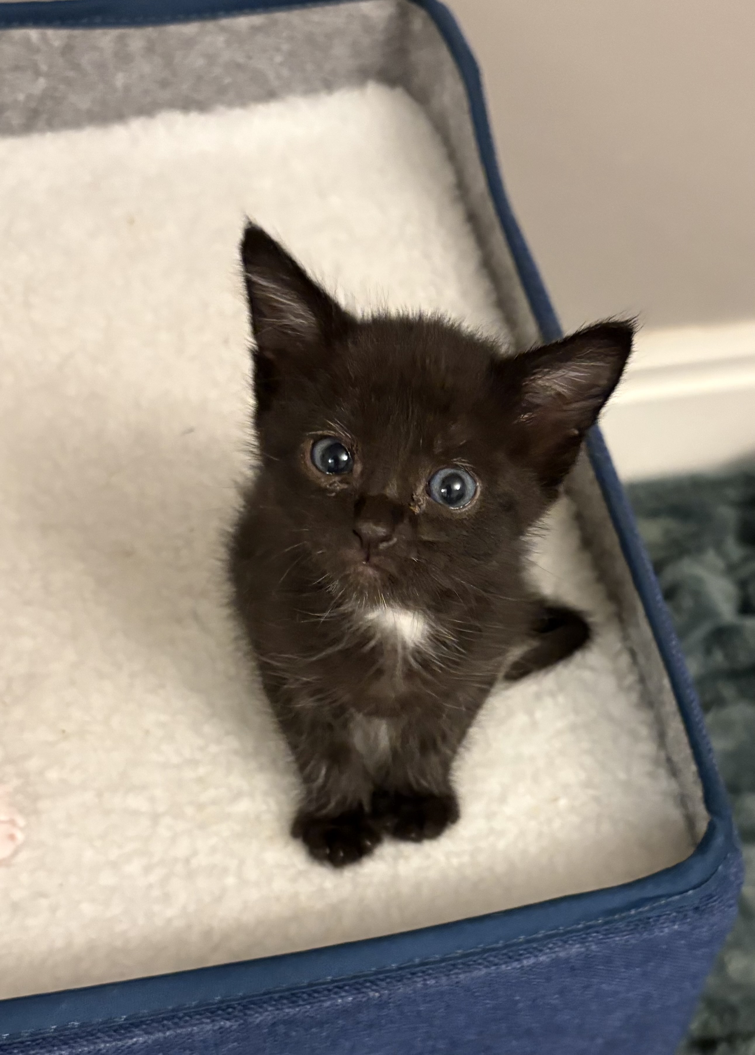Picture of the Animal Listed