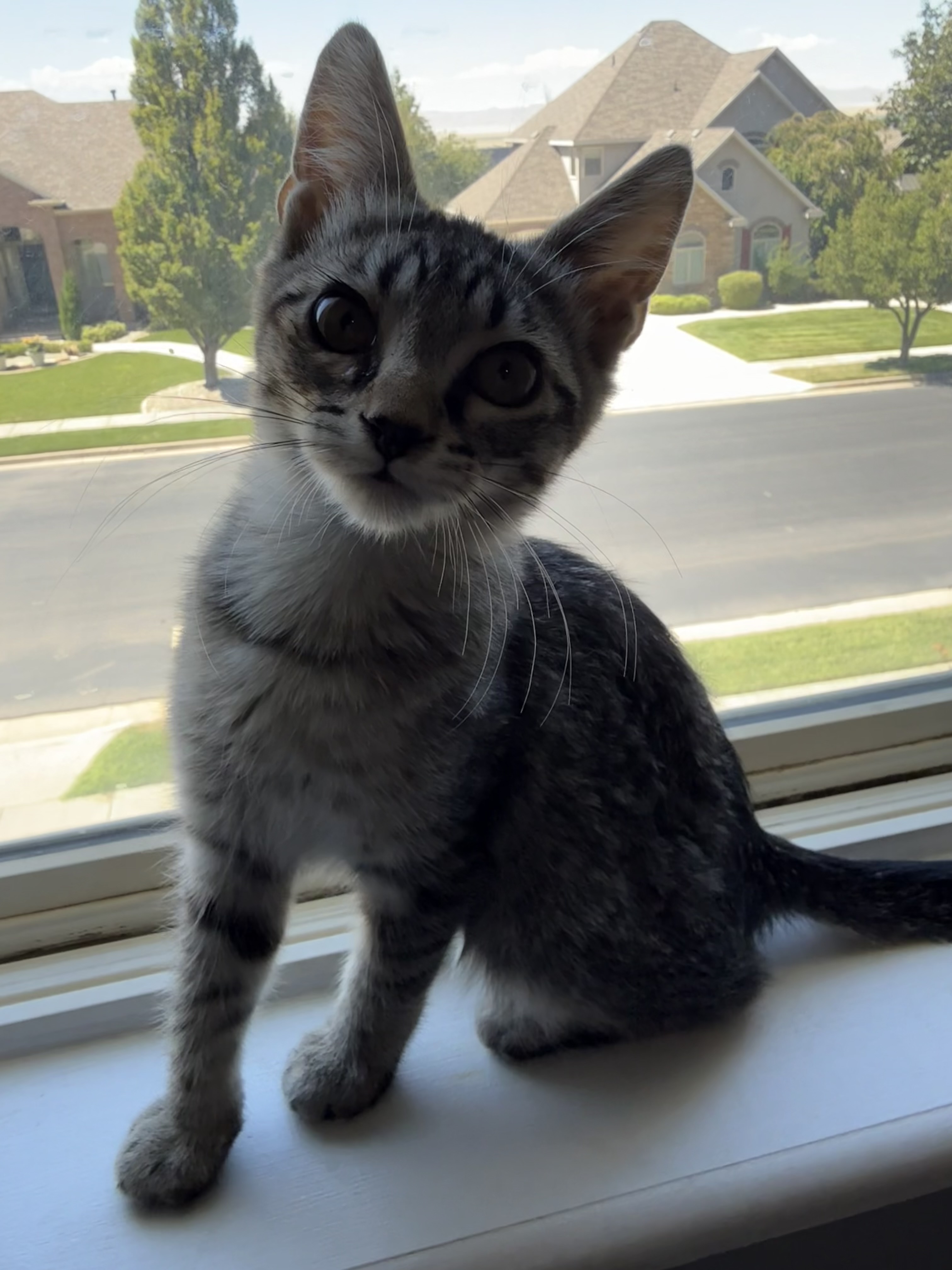 Picture of the Animal Listed