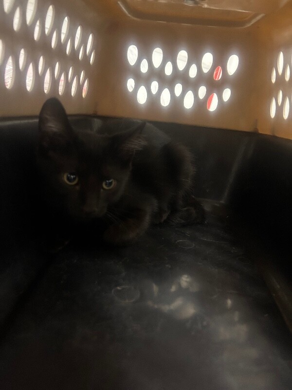 Picture of the Animal Listed