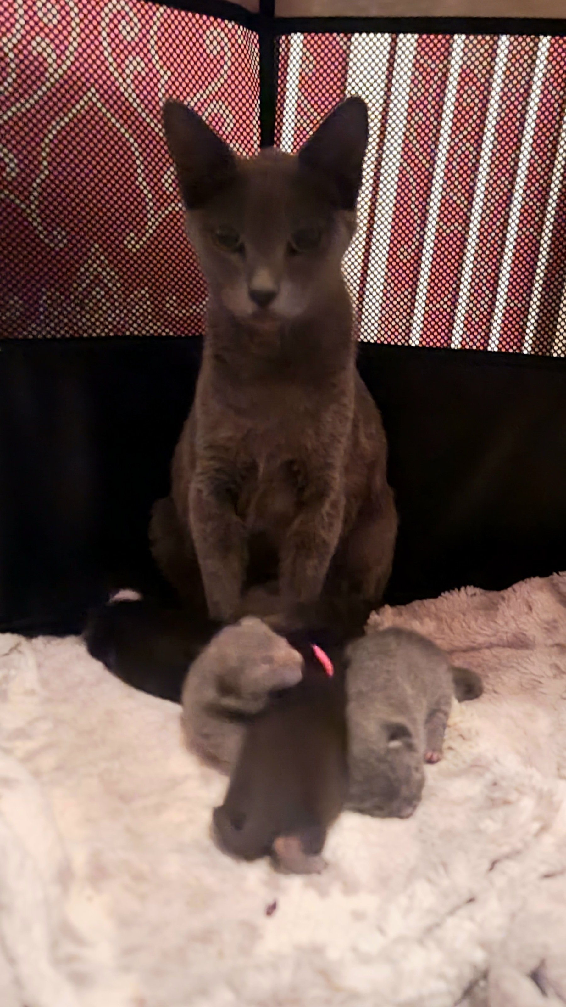 Picture of the Animal Listed