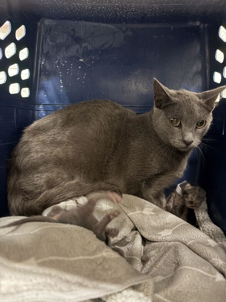 Picture of the Animal Listed
