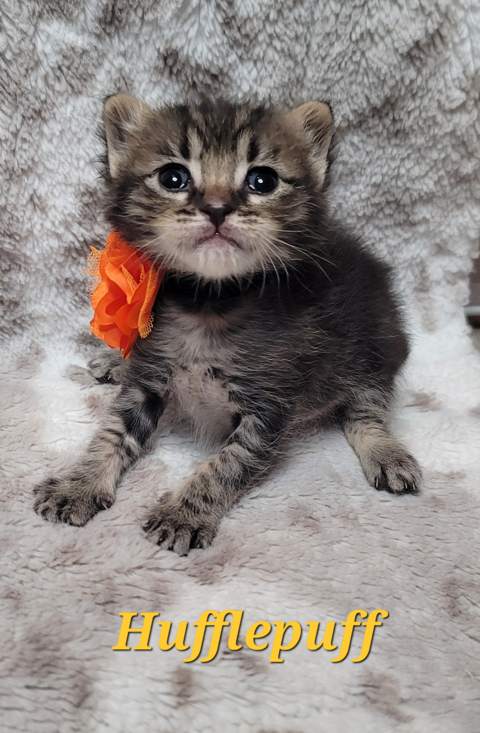 Picture of the Animal Listed