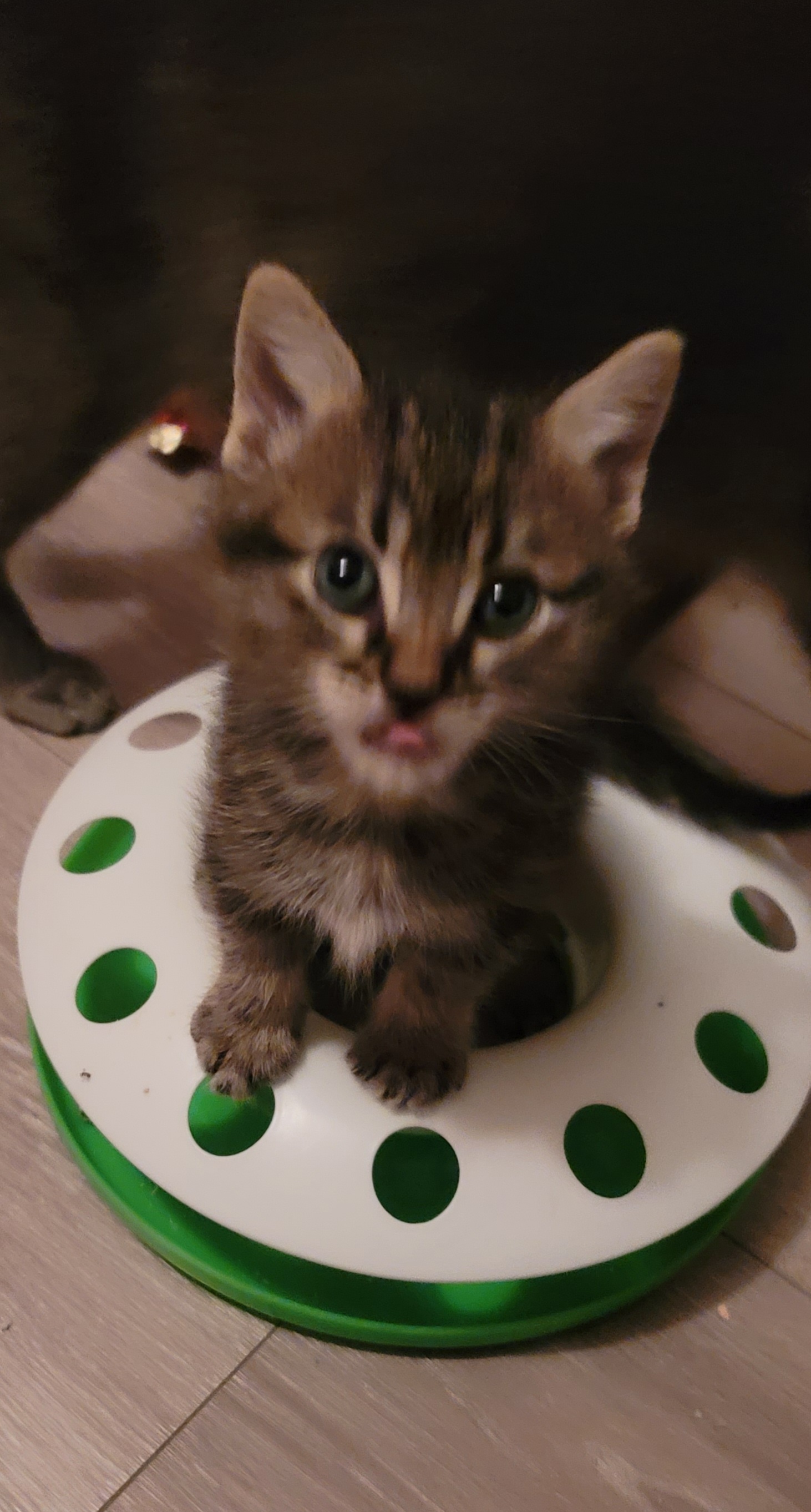 Picture of the Animal Listed