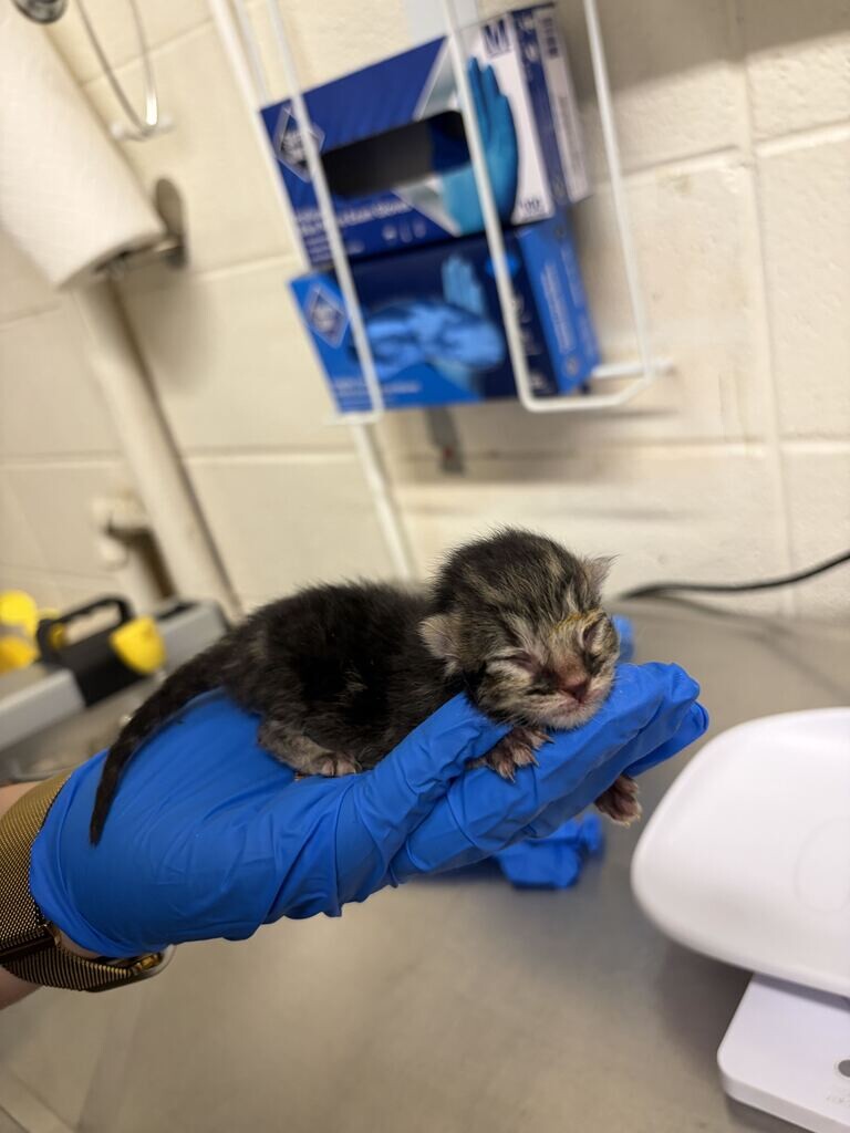 Picture of the Animal Listed